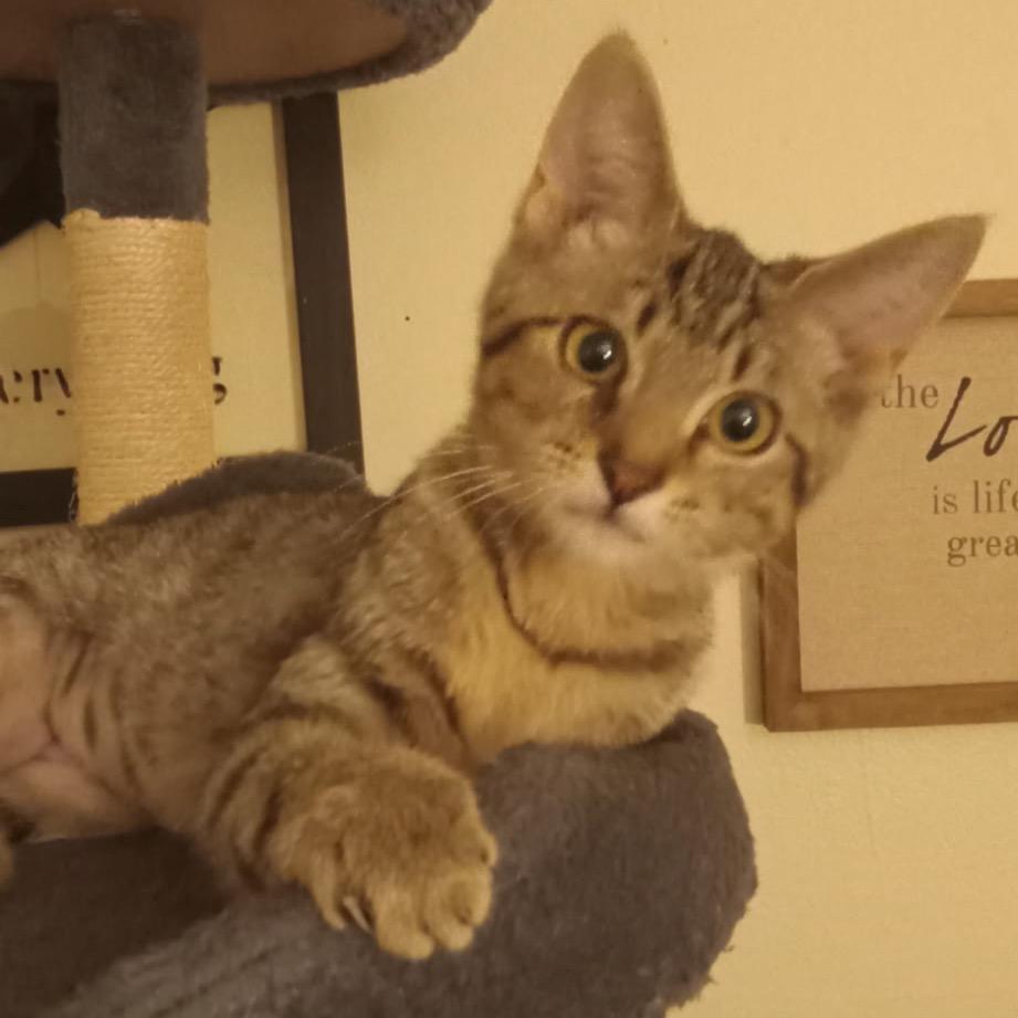 Enlarge Nena, a Adoptable Domestic Short Hair in Canton, IL image 3/4