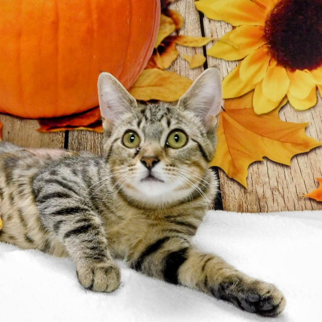Enlarge Nena, a Adoptable Domestic Short Hair in Canton, IL image 4/4