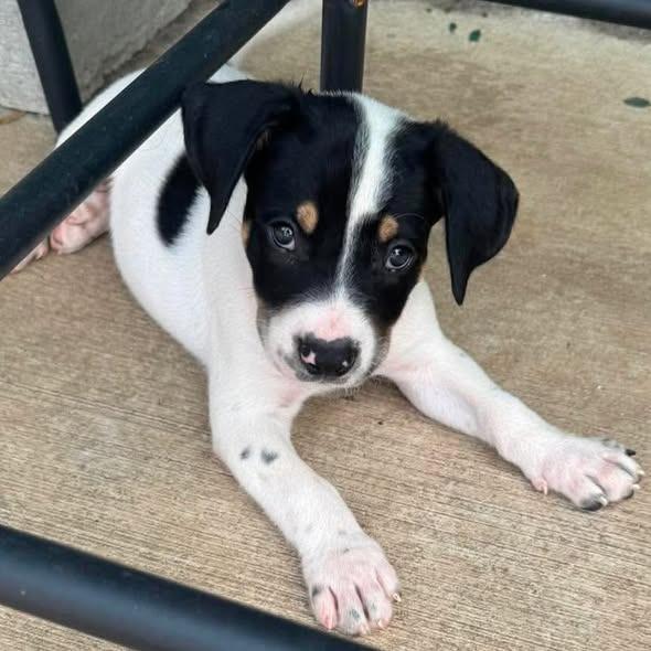 Jordy, Adoptable, Puppy Male Cattle Dog.