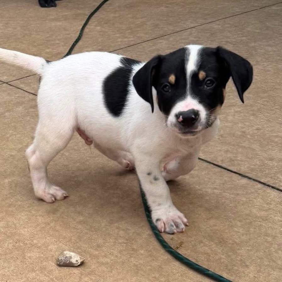 Enlarge Jordy, a Adoptable Cattle Dog in sun prairie, WI image 2/2