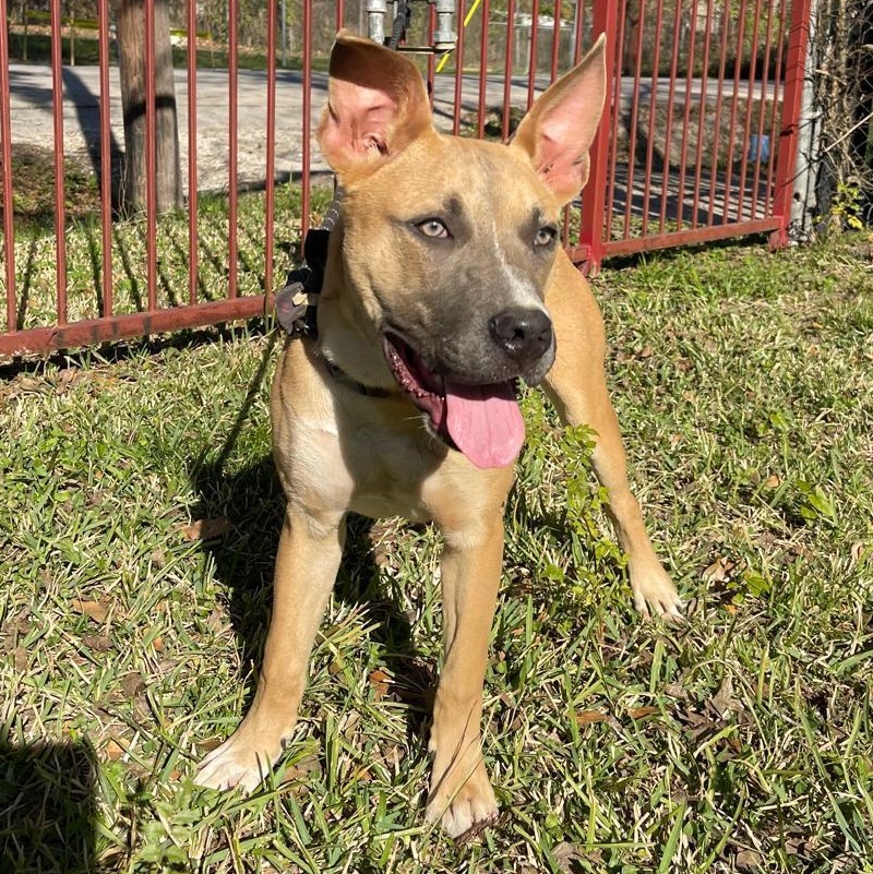 Bear — thumbnail 2