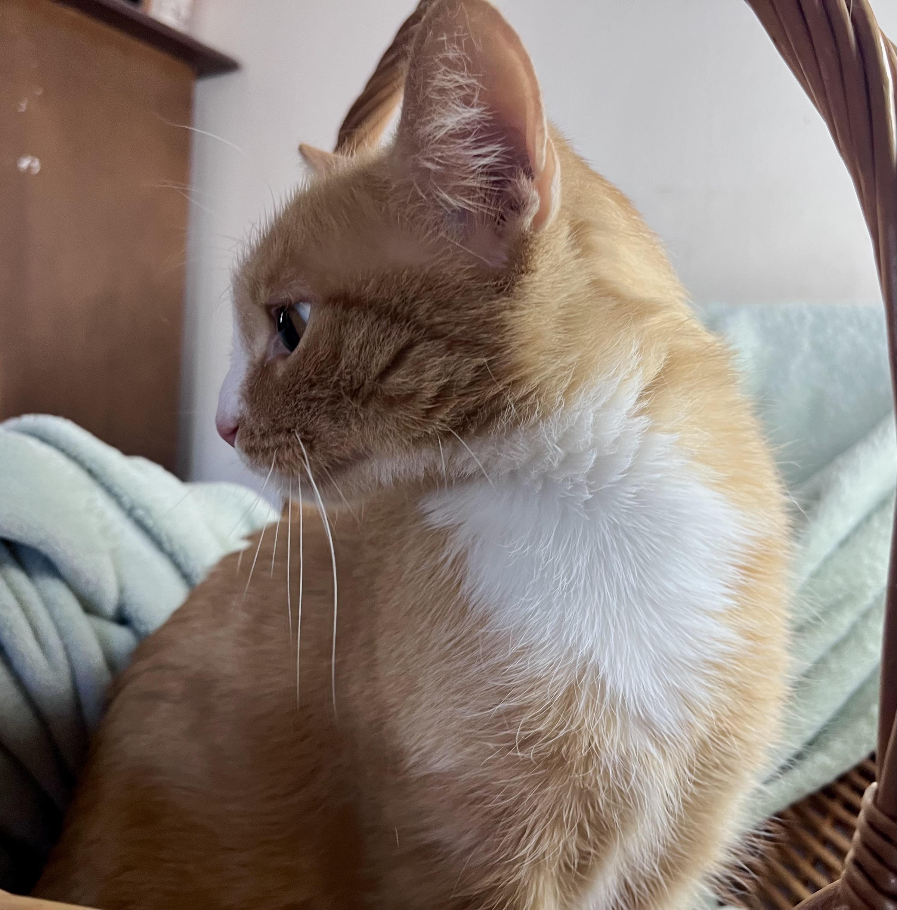 Enlarge Moxie, a ADOPTABLE mixed breed in Rocky Hill, CT image 5/6