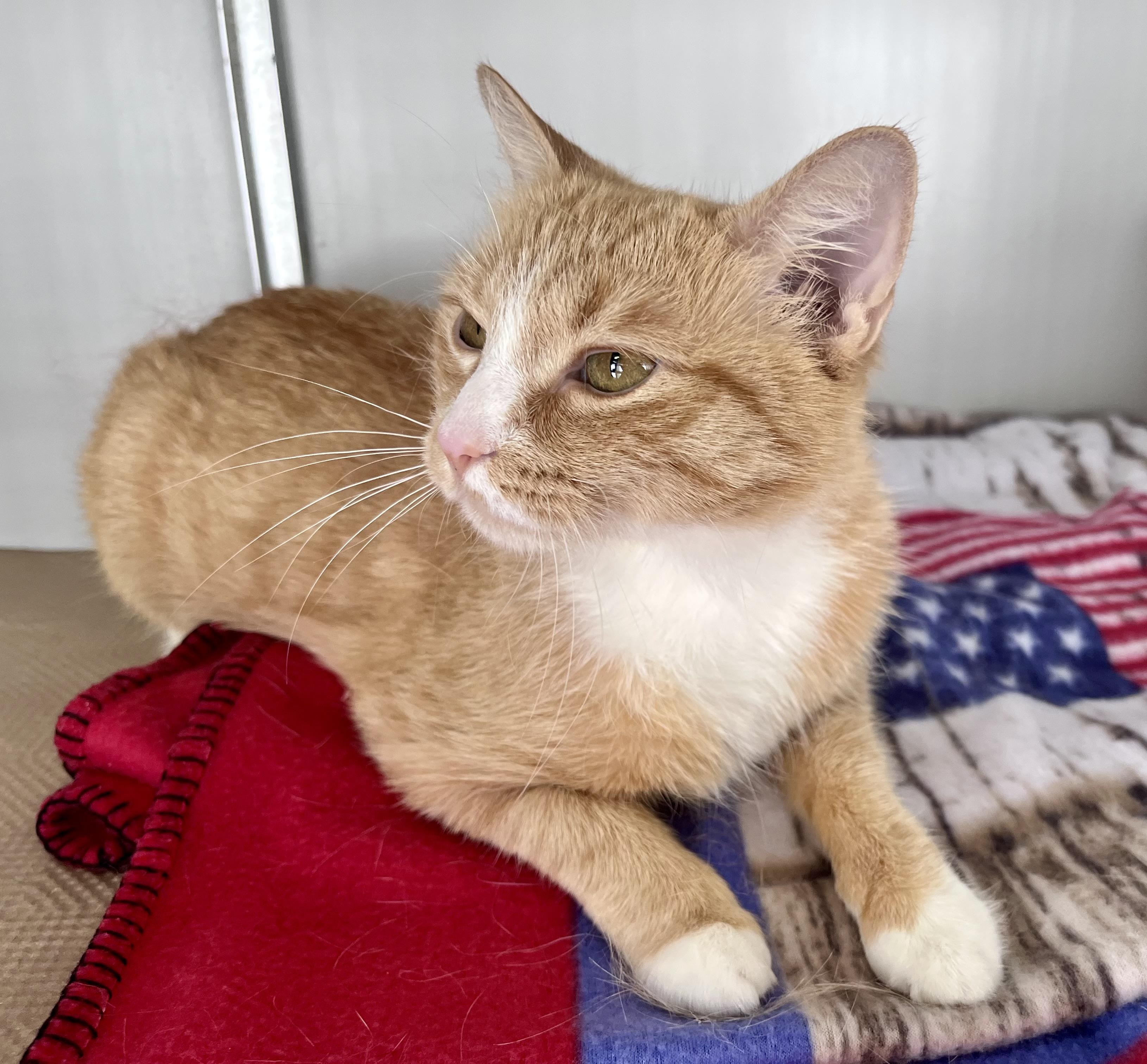 Enlarge Moxie, a ADOPTABLE mixed breed in Rocky Hill, CT image 6/6