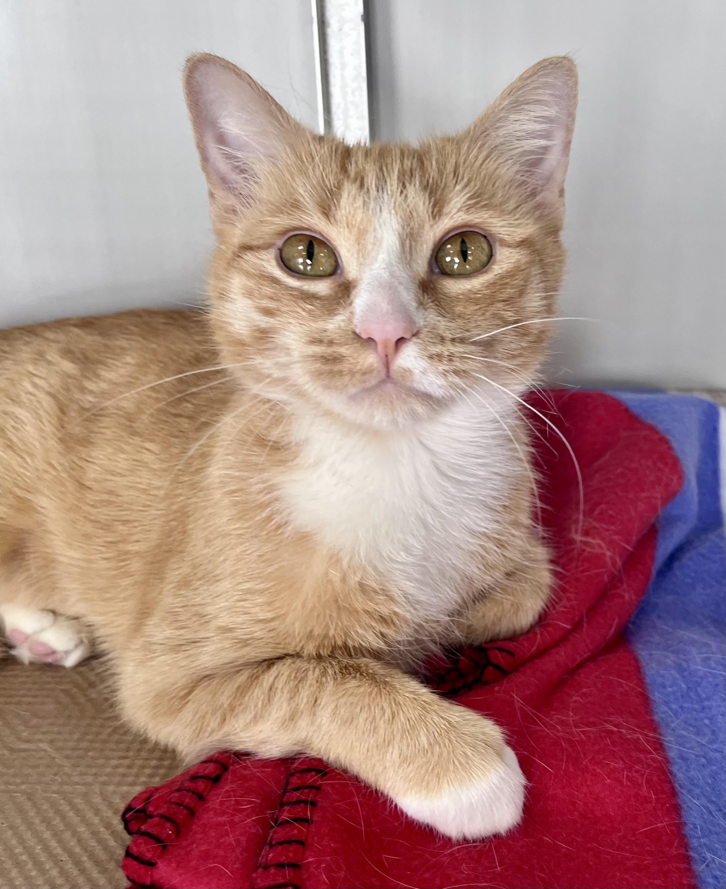 Enlarge Moxie, a ADOPTABLE mixed breed in Rocky Hill, CT image 1/6