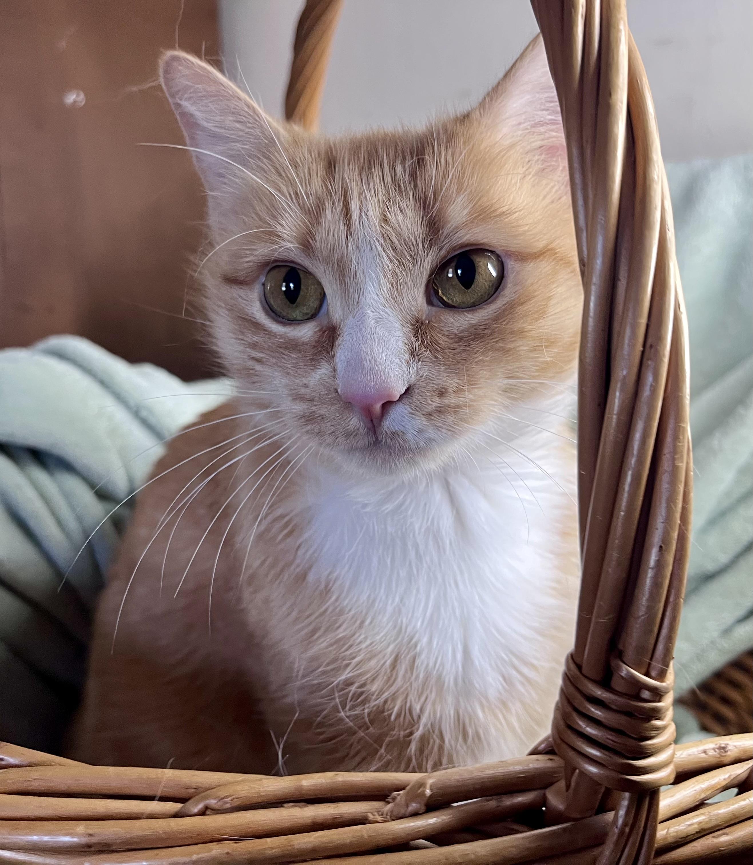 Enlarge Moxie, a ADOPTABLE mixed breed in Rocky Hill, CT image 6/6