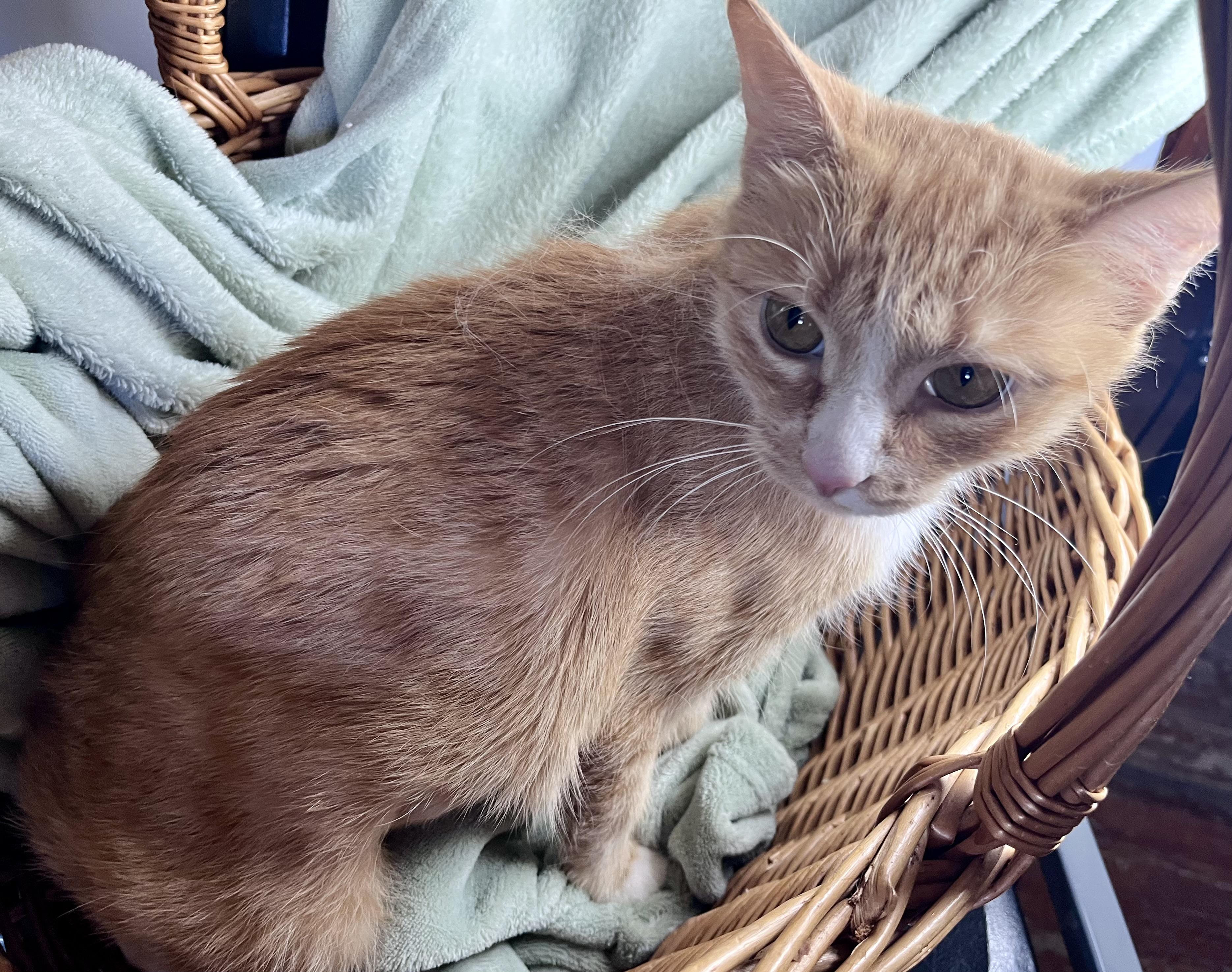 Enlarge Moxie, a ADOPTABLE mixed breed in Rocky Hill, CT image 4/6