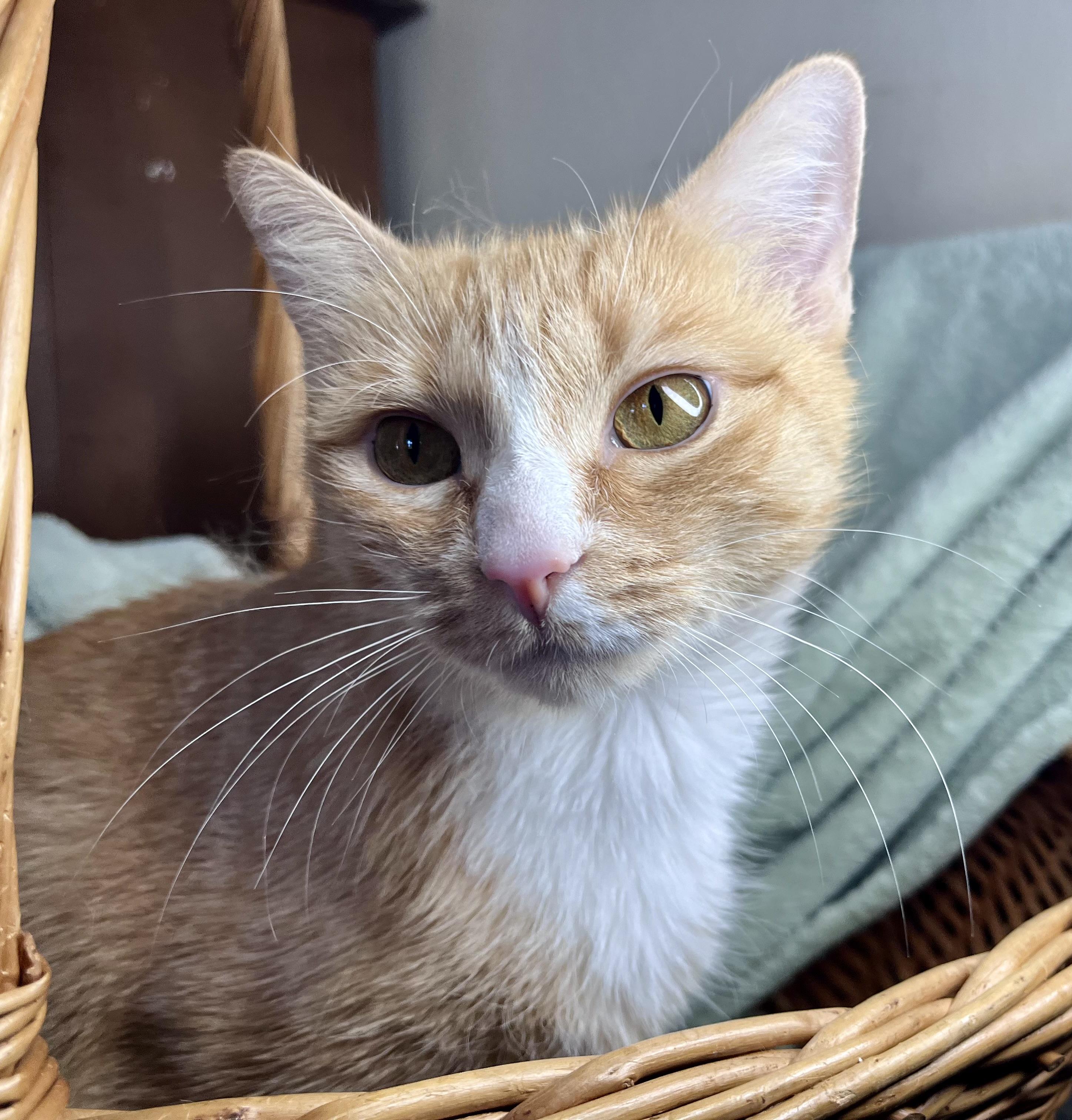 Enlarge Moxie, a ADOPTABLE mixed breed in Rocky Hill, CT image 3/6