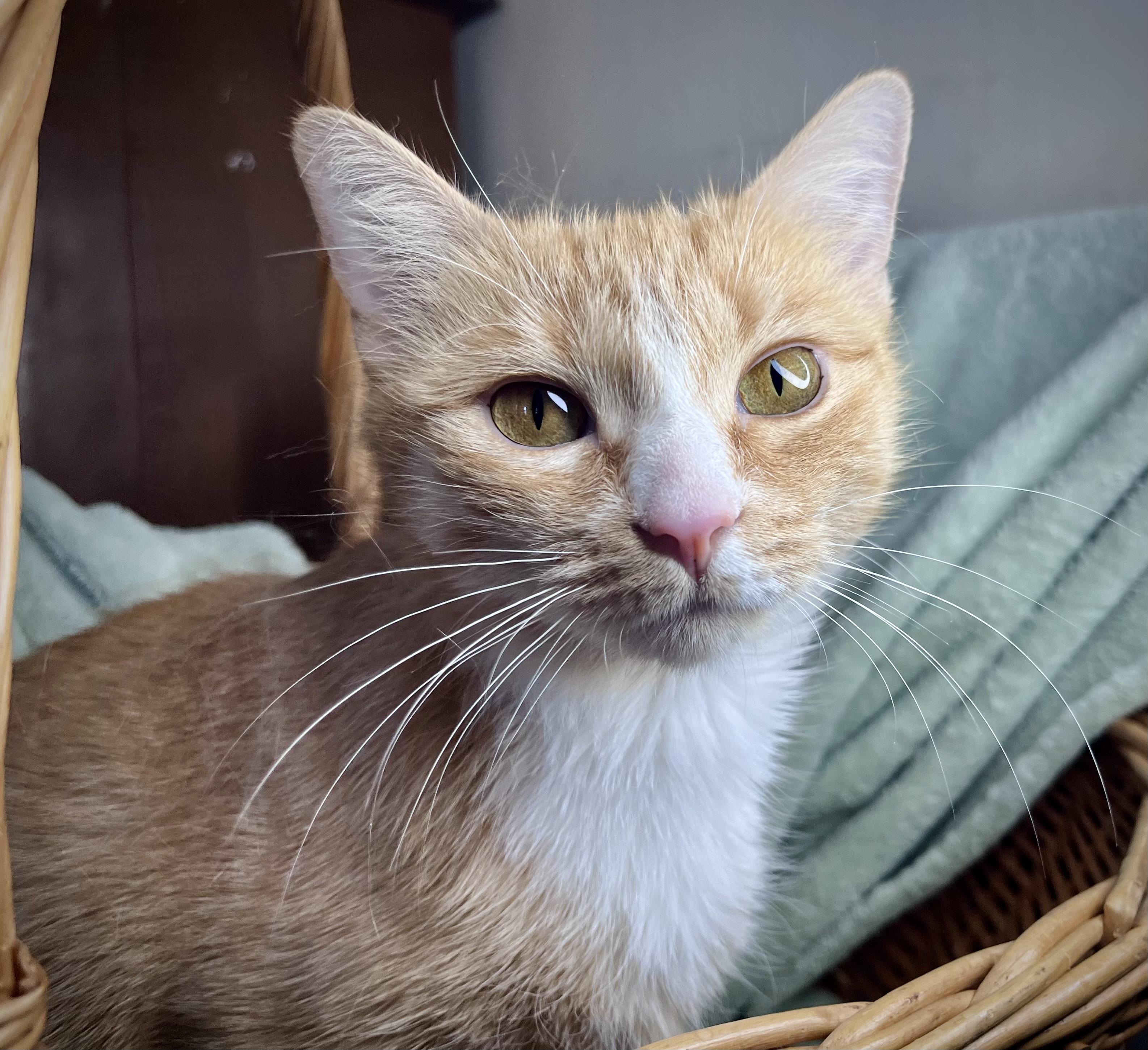 Enlarge Moxie, a ADOPTABLE mixed breed in Rocky Hill, CT image 2/6