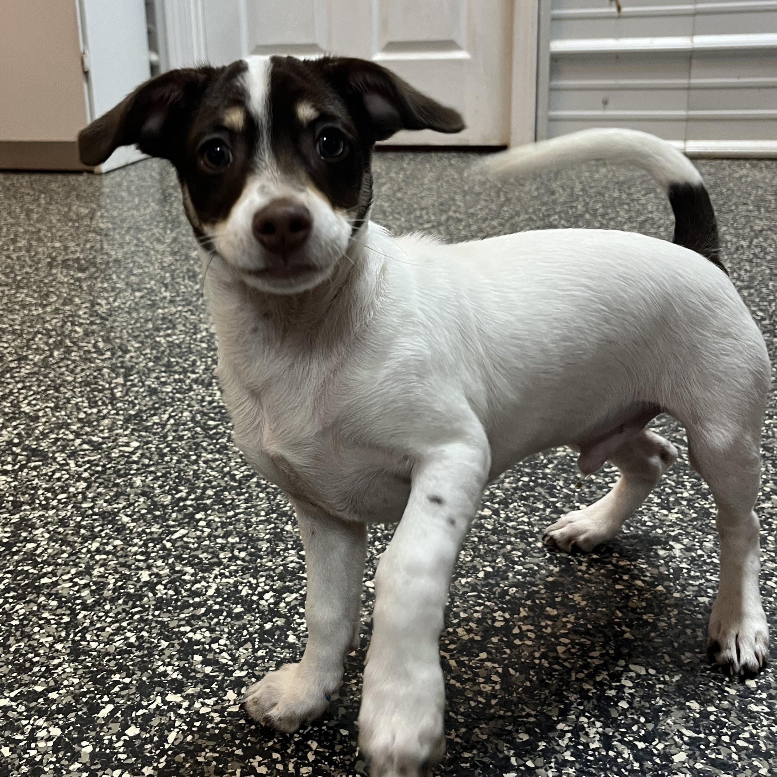 Dirt Cake, an adopted mixed breed in McKenzie, TN image 3/3