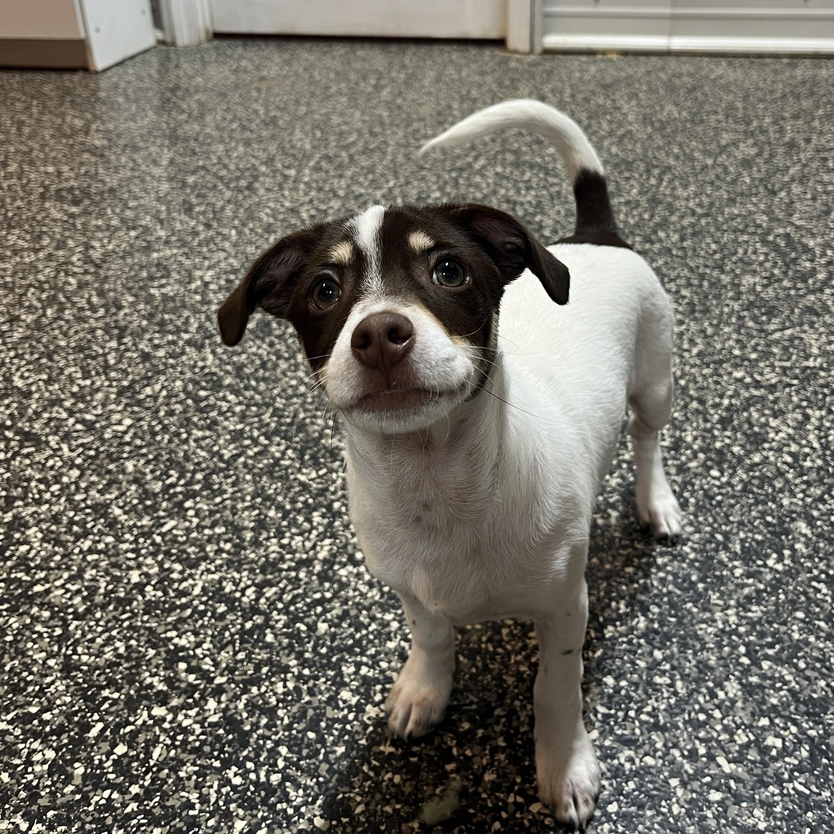 Dirt Cake, adopted, Puppy Male Jack Russell Terrier.