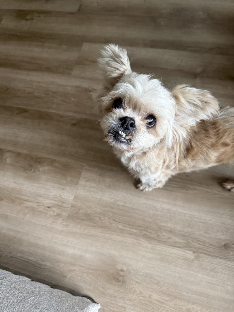 Dolly Pawton, Adoptable, Adult Female Shih Tzu.