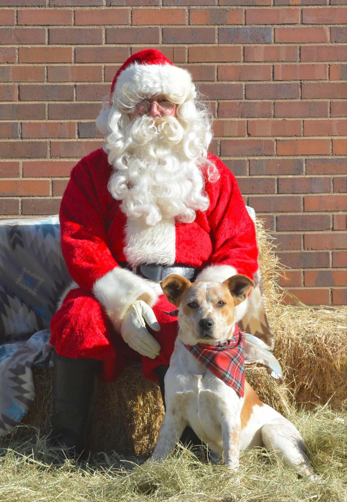 Enlarge Bingo, a Adoptable Australian Cattle Dog / Blue Heeler in Asher, OK image 3/3