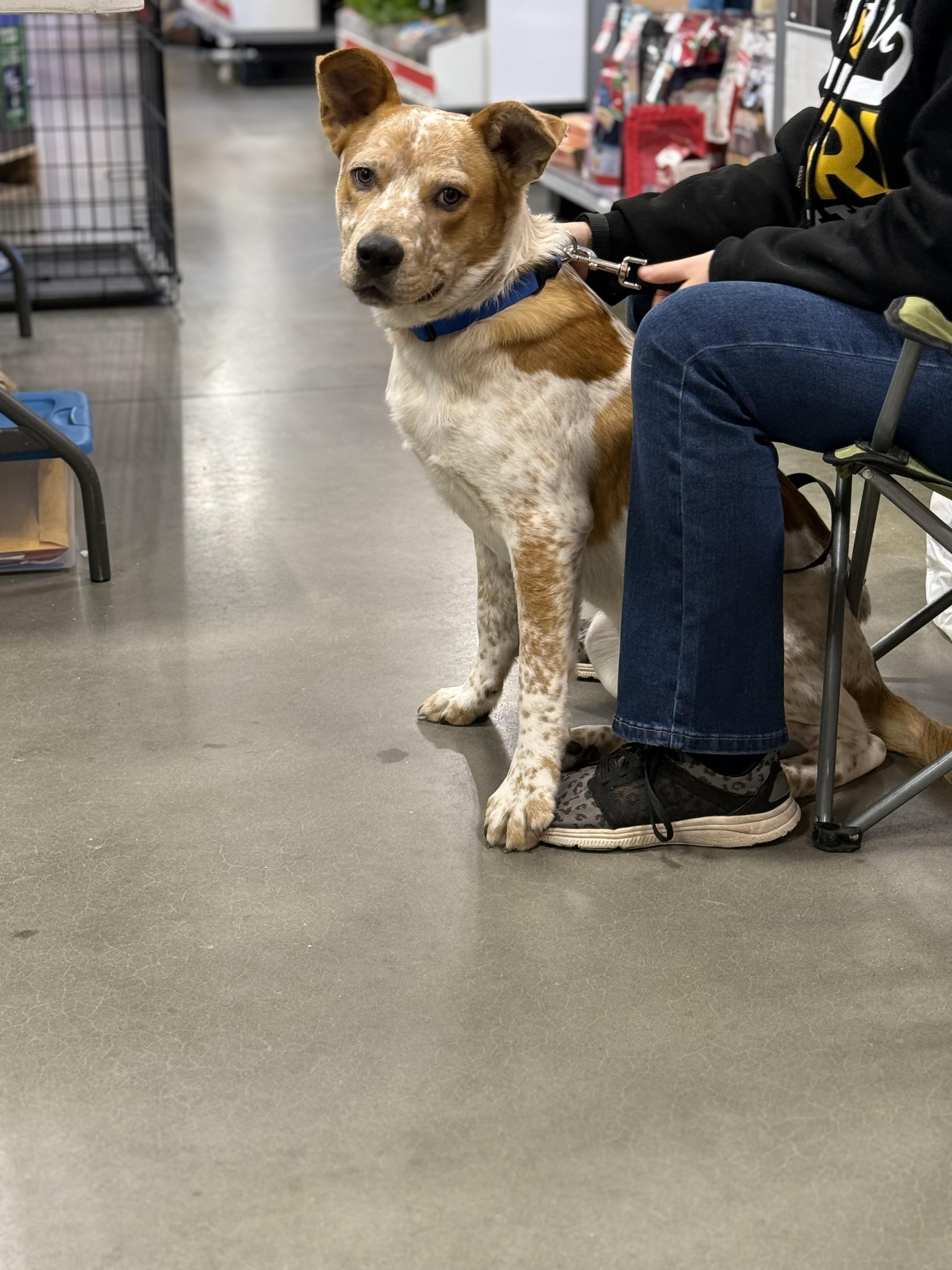 Bingo, Adoptable, Adult Male Australian Cattle Dog / Blue Heeler.