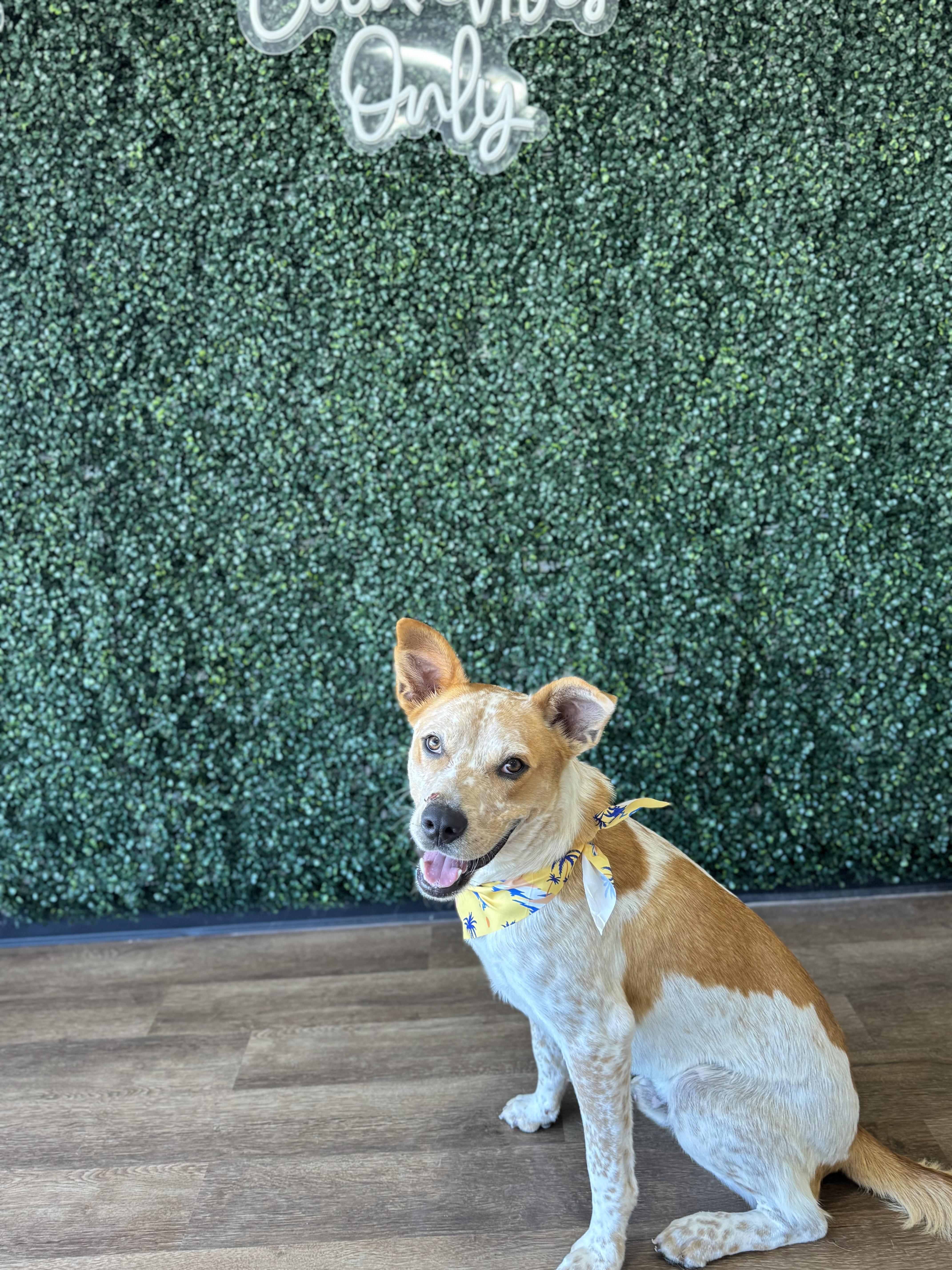 Enlarge Bingo, a Adoptable Australian Cattle Dog / Blue Heeler in Asher, OK image 2/3