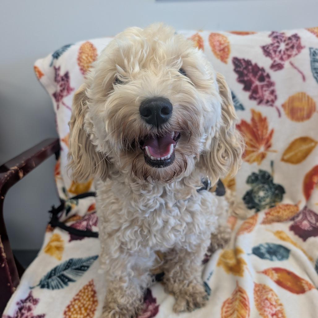 Enlarge Teddy, a Adoptable mixed breed in Watertown, NY image 1/1