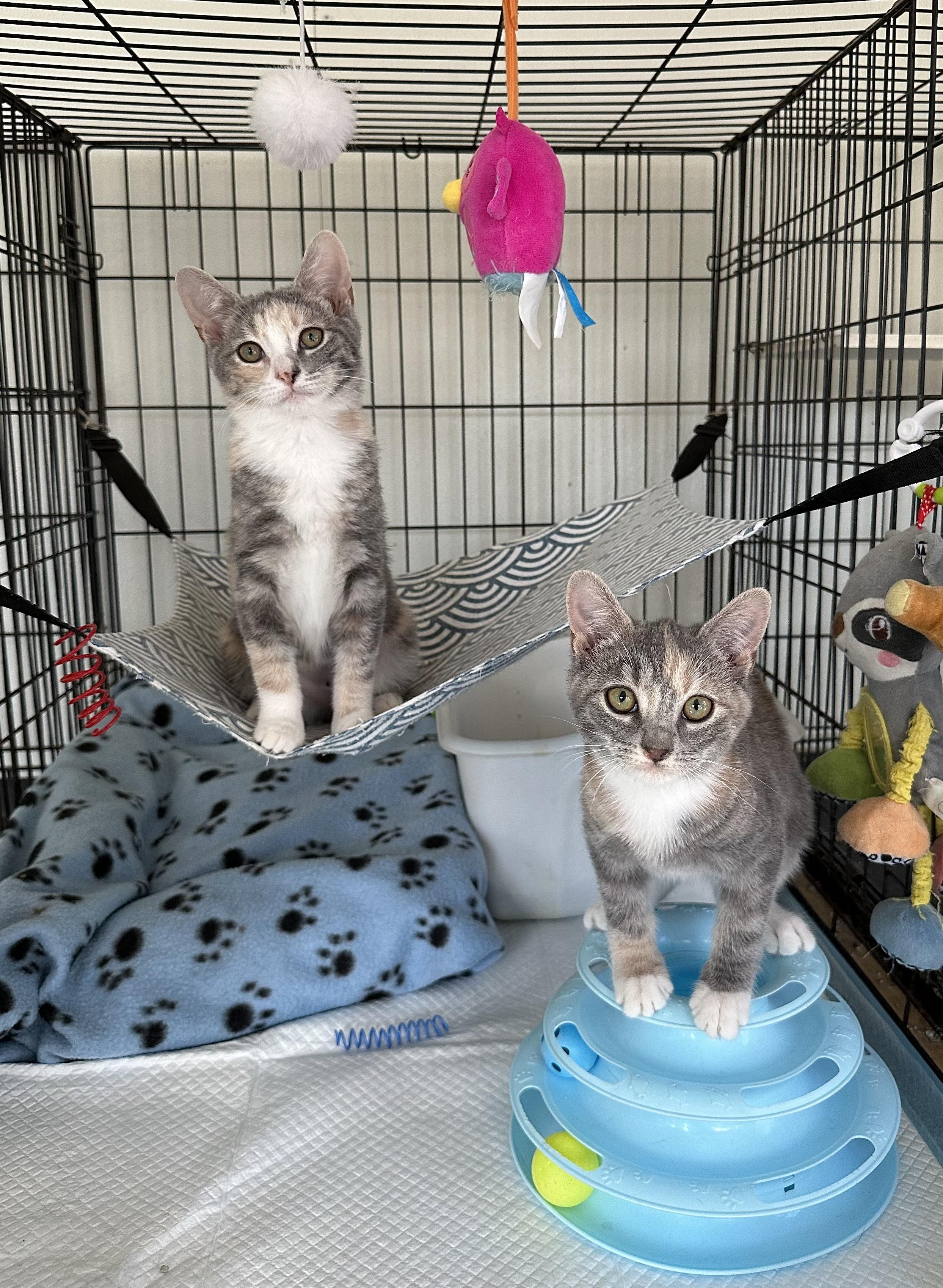 Enlarge Marina, an adopted Domestic Short Hair in East Stroudsburg, PA image 2/3