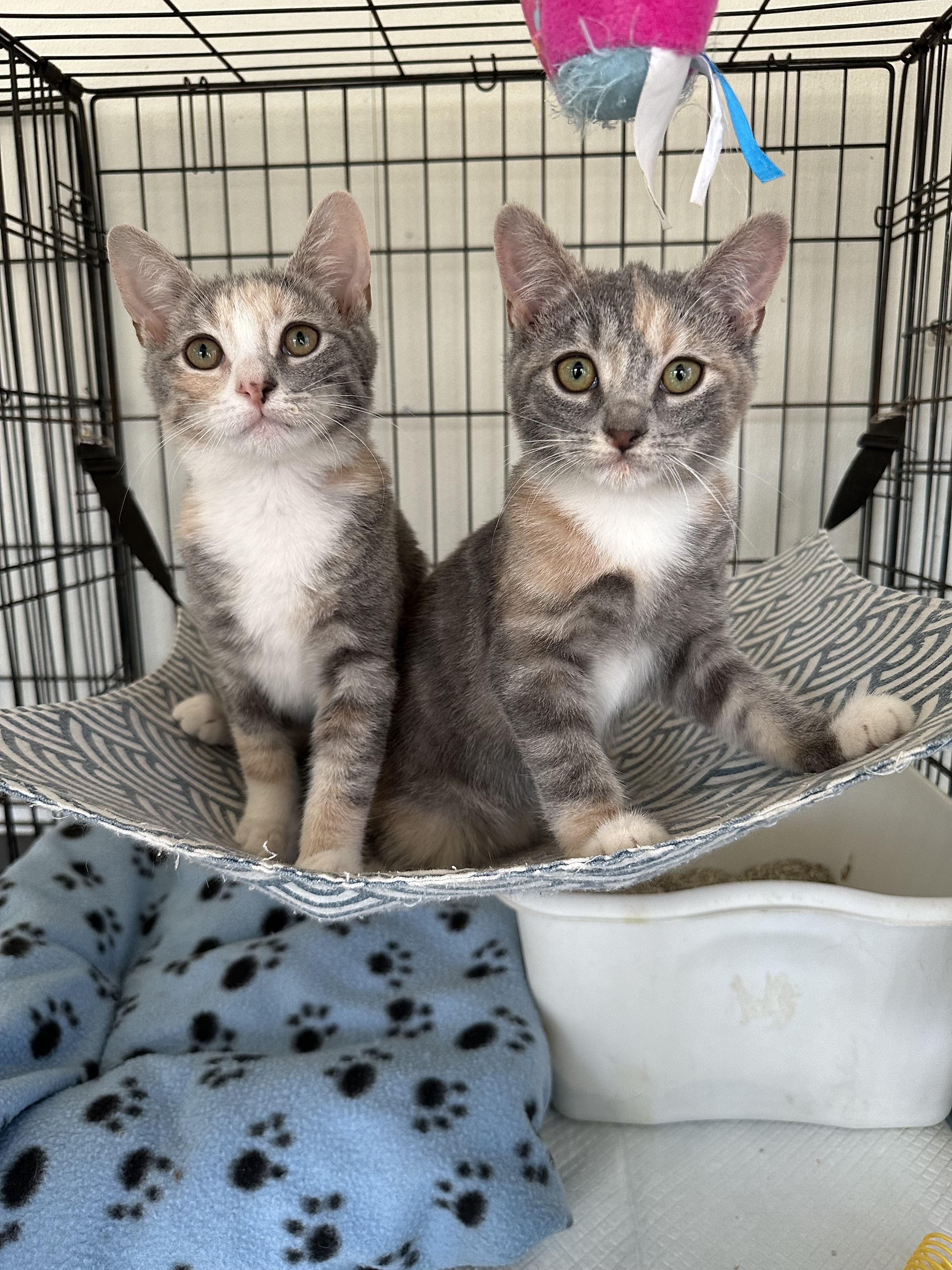 Enlarge Marina, an adopted Domestic Short Hair in East Stroudsburg, PA image 3/3