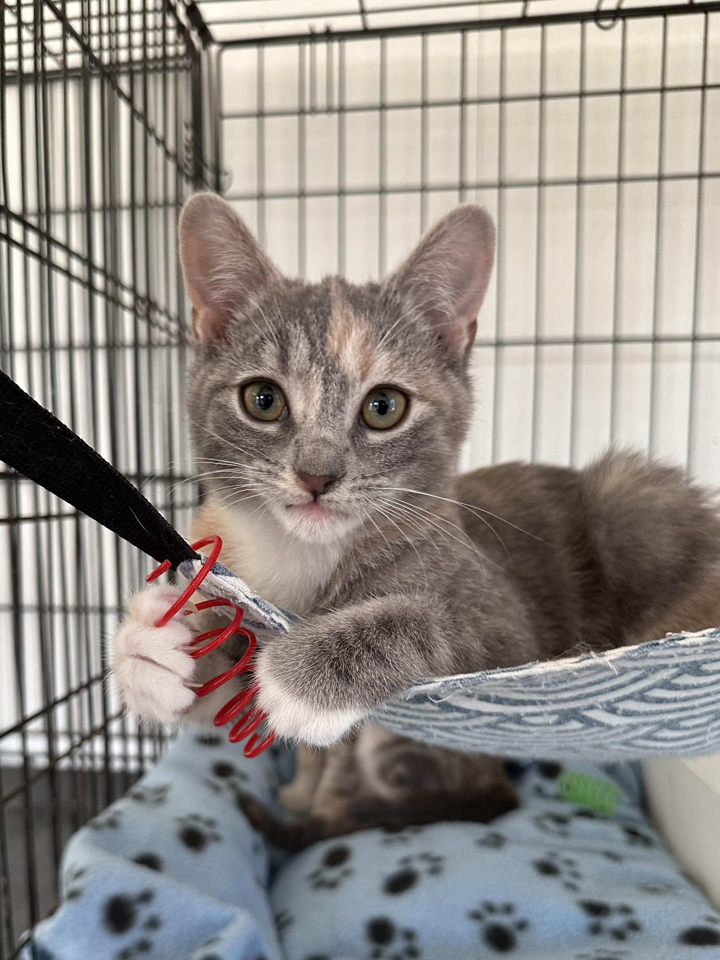 Enlarge Marina, an adopted Domestic Short Hair in East Stroudsburg, PA image 1/3