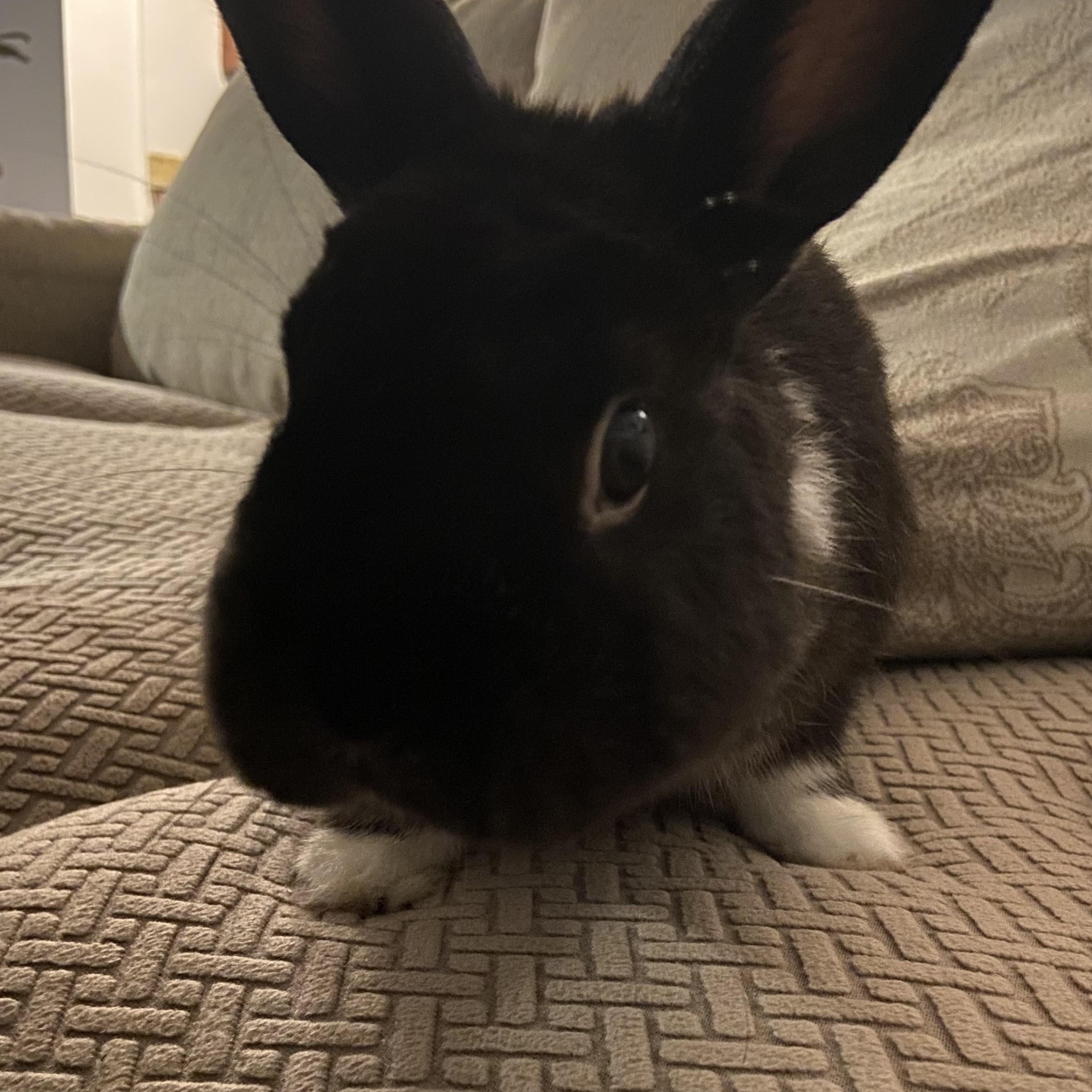 Enlarge BOOTSIE, a Adoptable mixed breed in Forest Hills, NY image 2/3