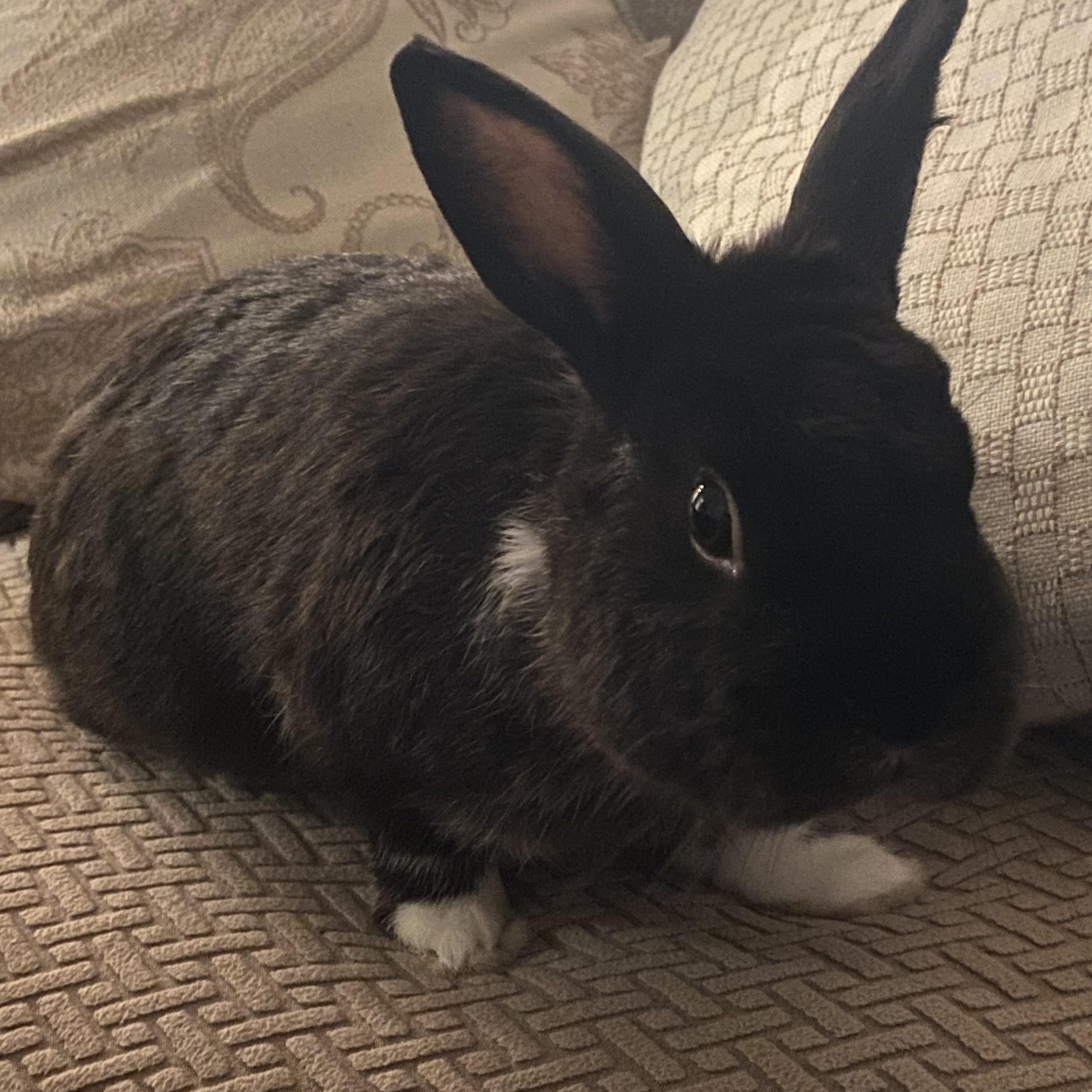 BOOTSIE, Adoptable, Adult Male Dwarf.