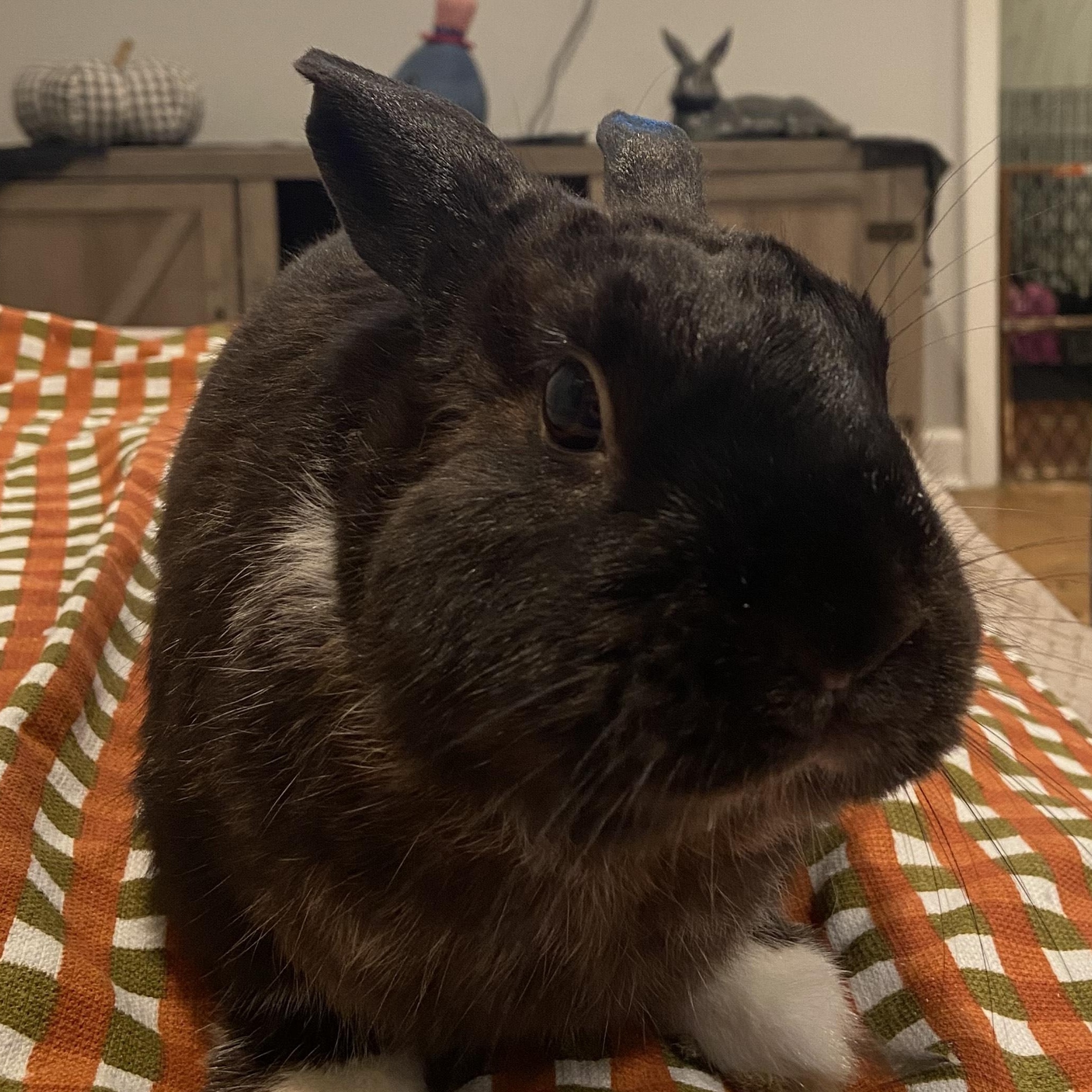 Enlarge BOOTSIE, a Adoptable mixed breed in Forest Hills, NY image 3/3