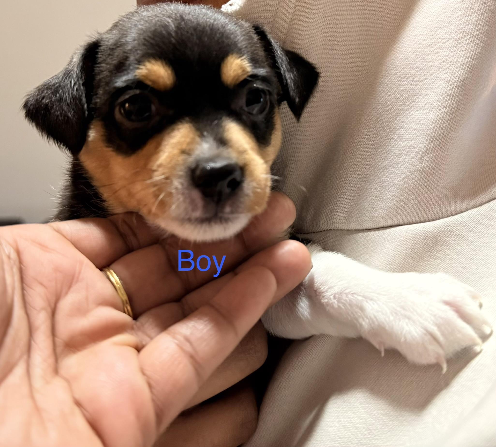 Cliff, adopted, Young Male Chihuahua & Dachshund.