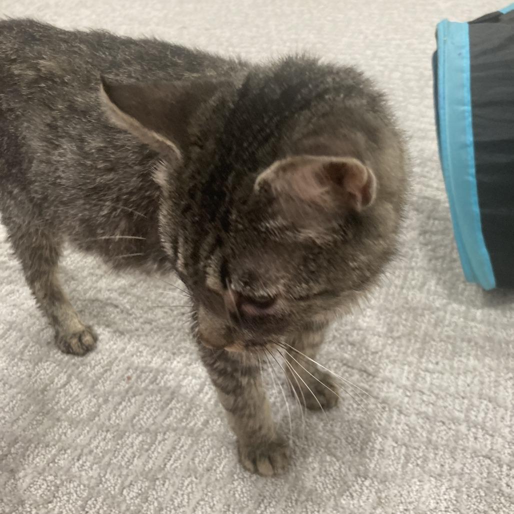 Janis, Adoptable, Young Female Domestic Short Hair.