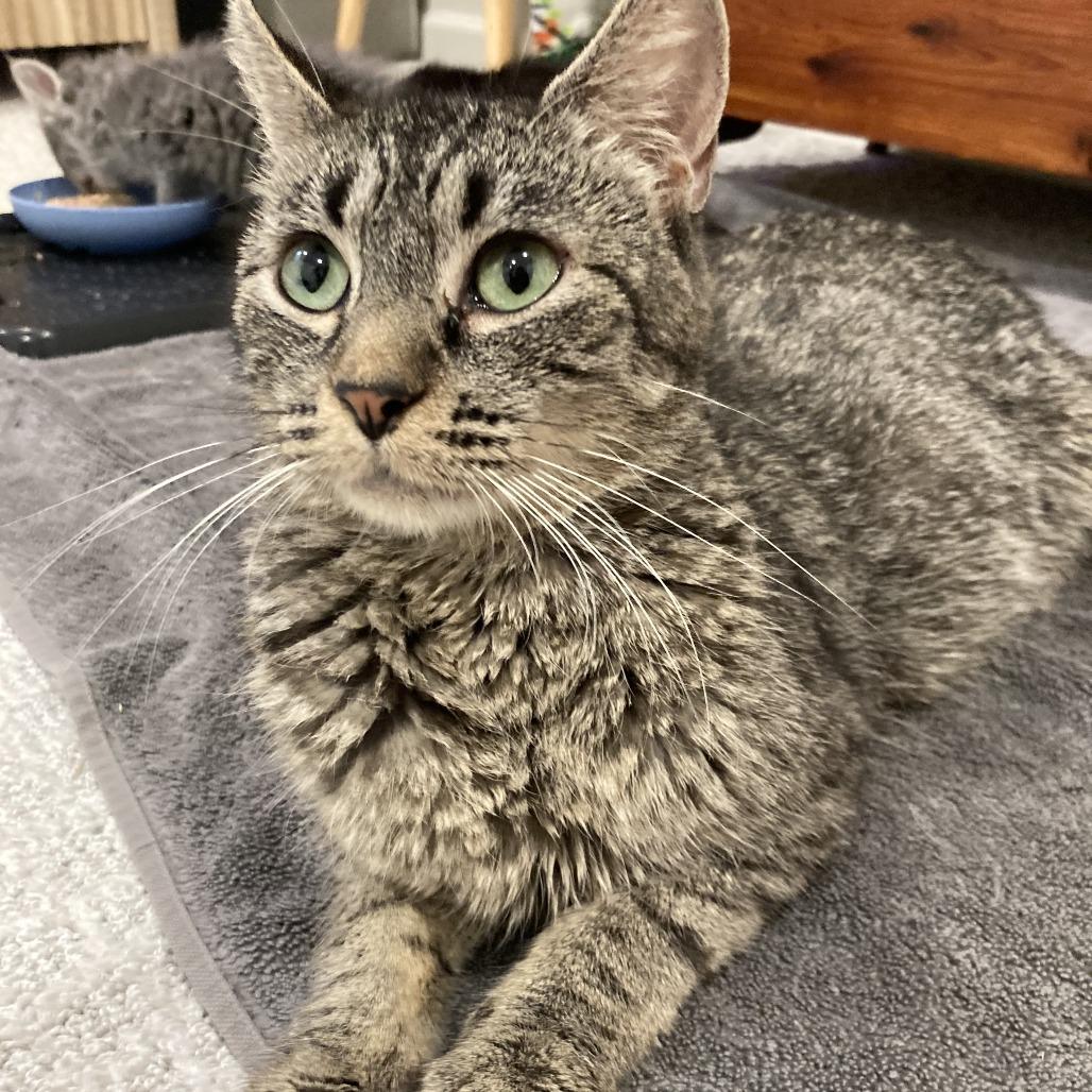 Enlarge Janis, a Adoptable Domestic Short Hair in Buffalo, MN image 2/6