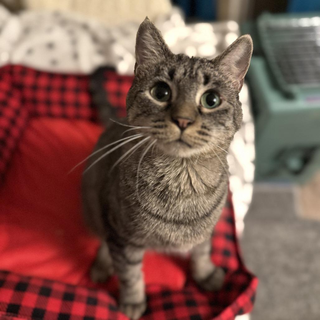 Enlarge Janis, a Adoptable Domestic Short Hair in Buffalo, MN image 3/6