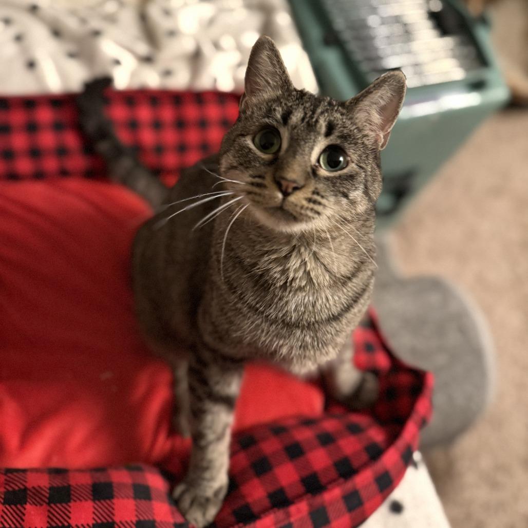 Enlarge Janis, a Adoptable Domestic Short Hair in Buffalo, MN image 4/6