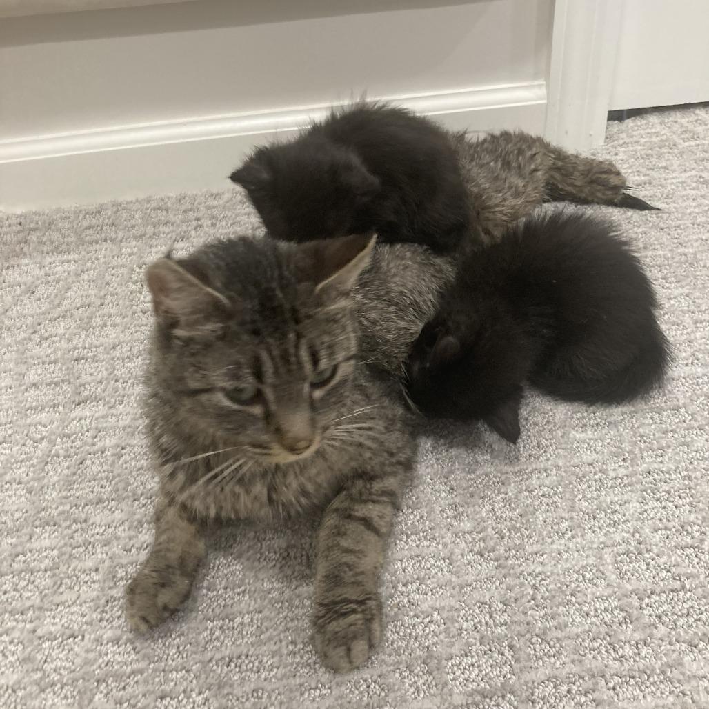 Enlarge Janis, a Adoptable Domestic Short Hair in Buffalo, MN image 5/6