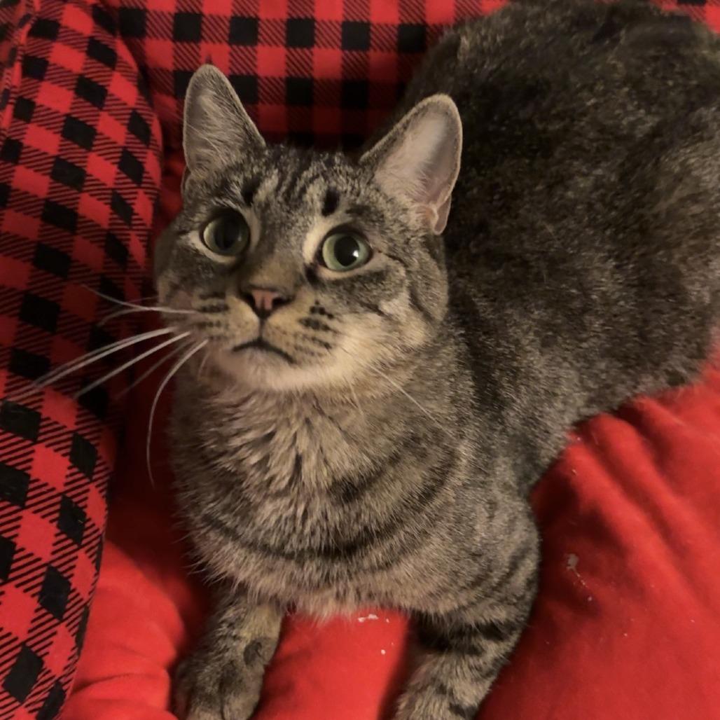 Enlarge Janis, a Adoptable Domestic Short Hair in Buffalo, MN image 6/6