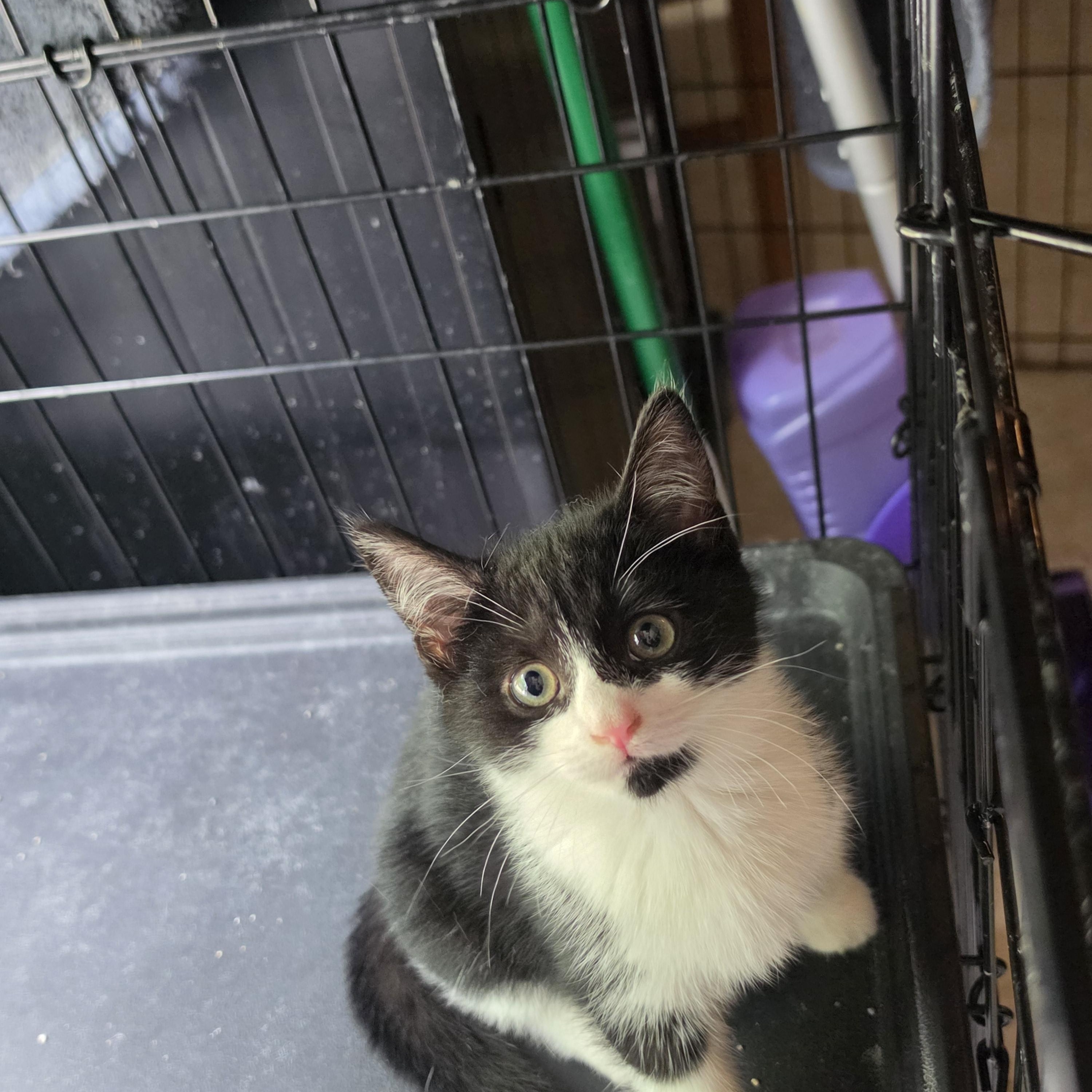 Astra, Adoptable, Kitten Female Domestic Short Hair.