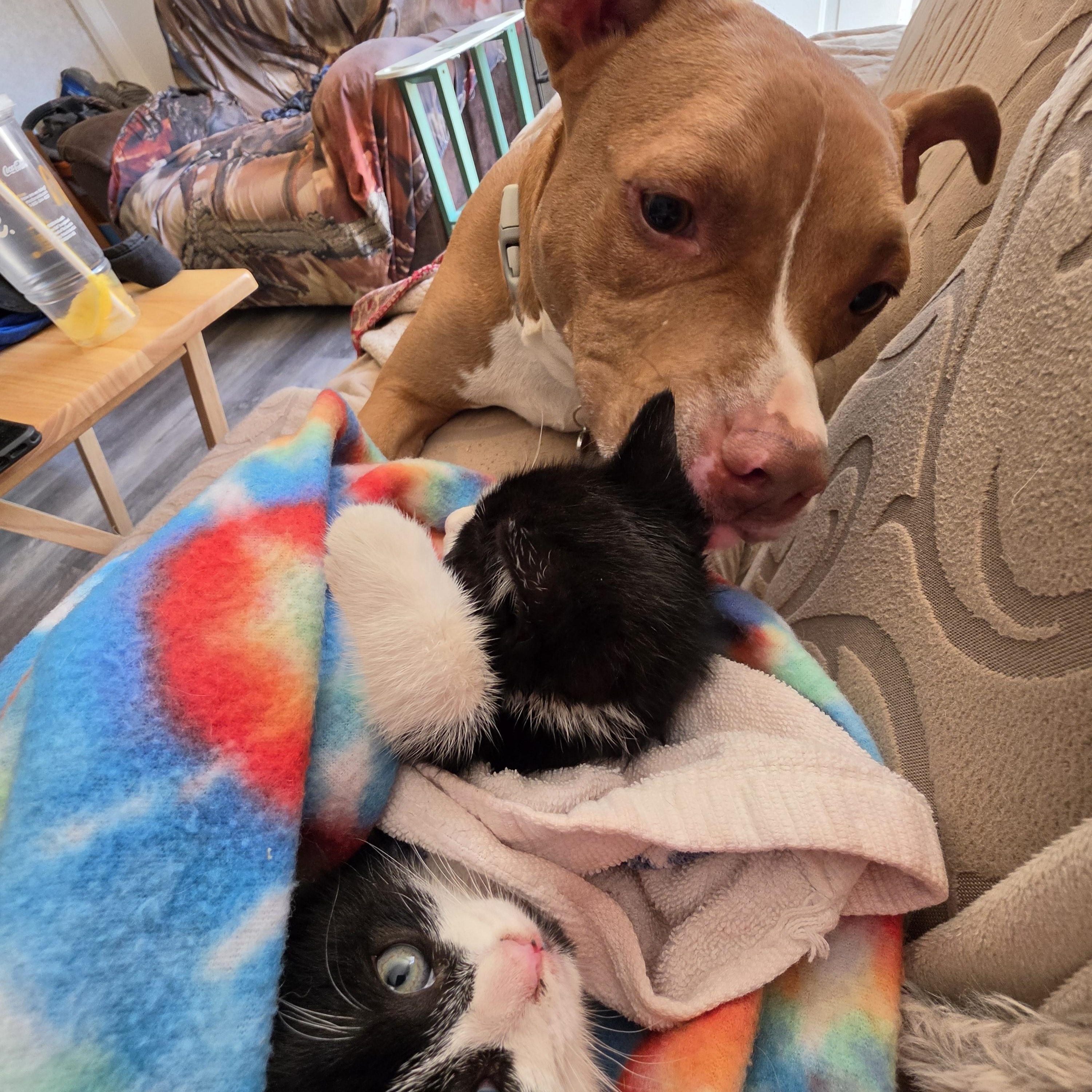 Astra, a Adoptable Domestic Short Hair in Hickory, NC image 3/4