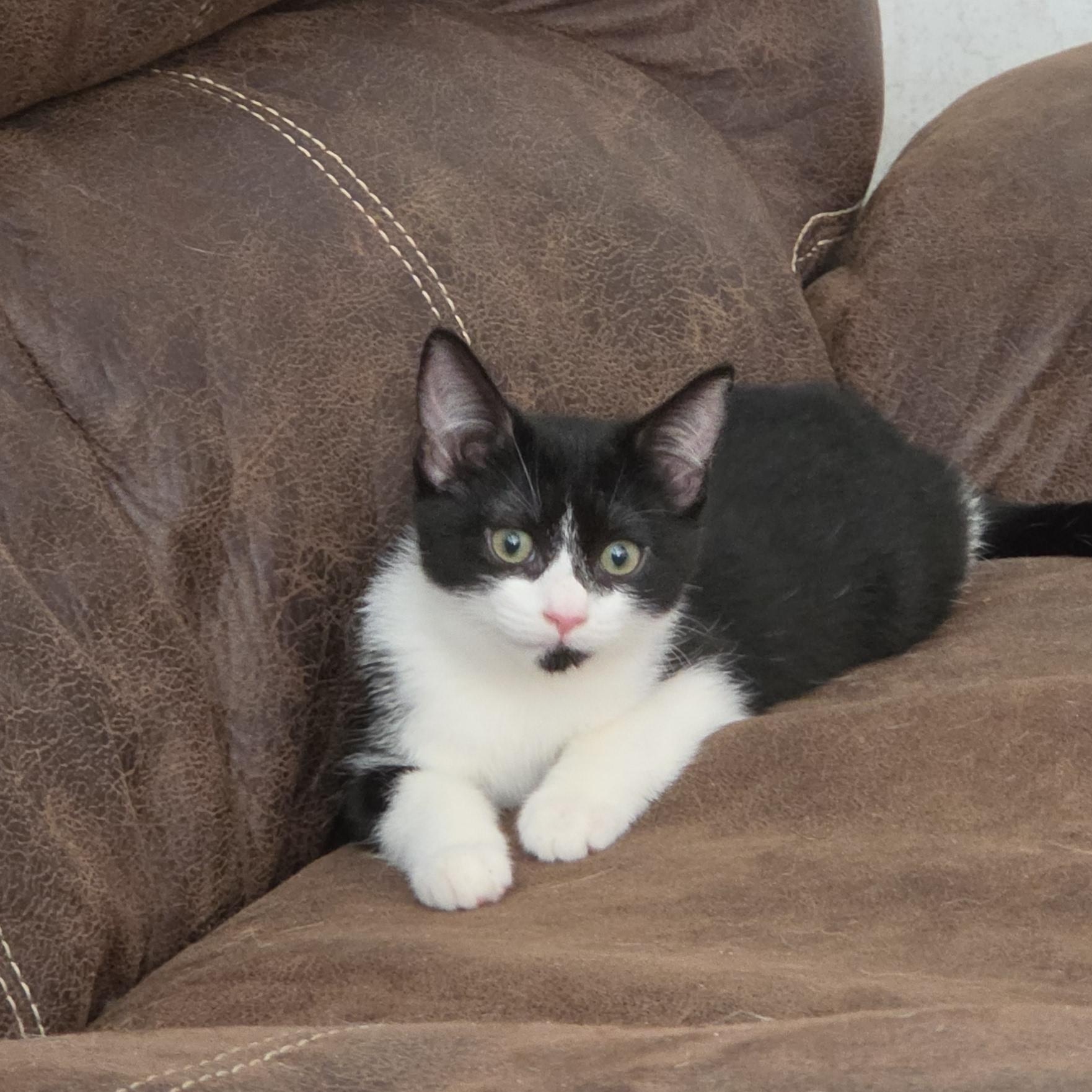 Astra, Adoptable, Kitten Female Domestic Short Hair.