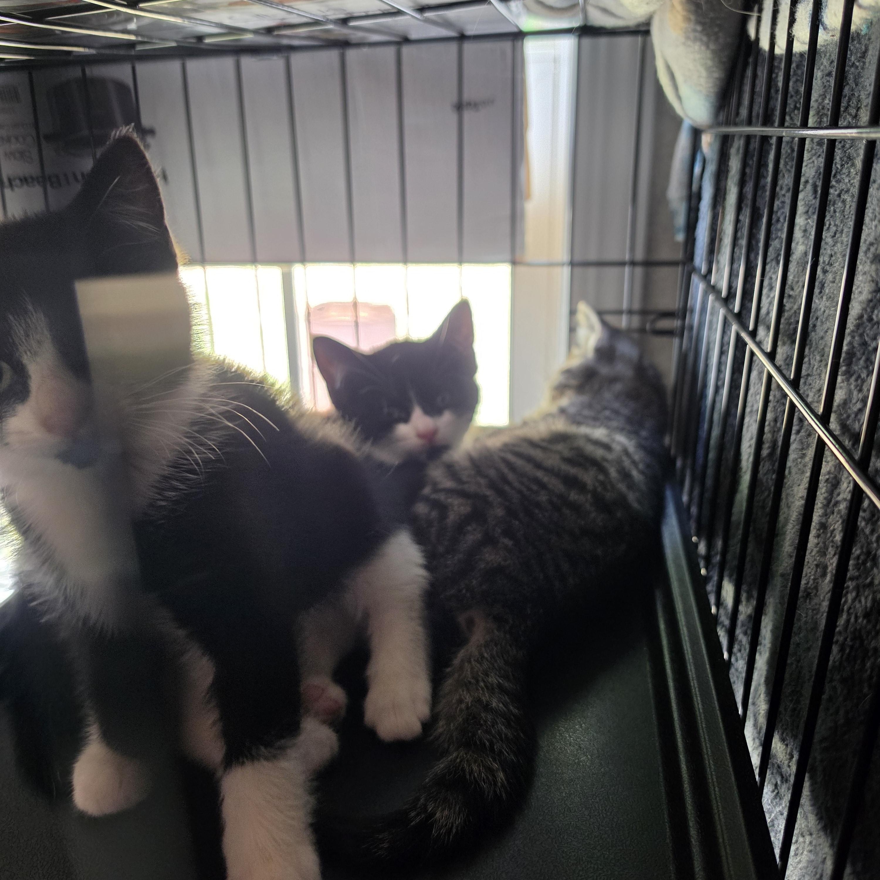 Astra, a Adoptable Domestic Short Hair in Hickory, NC image 2/4