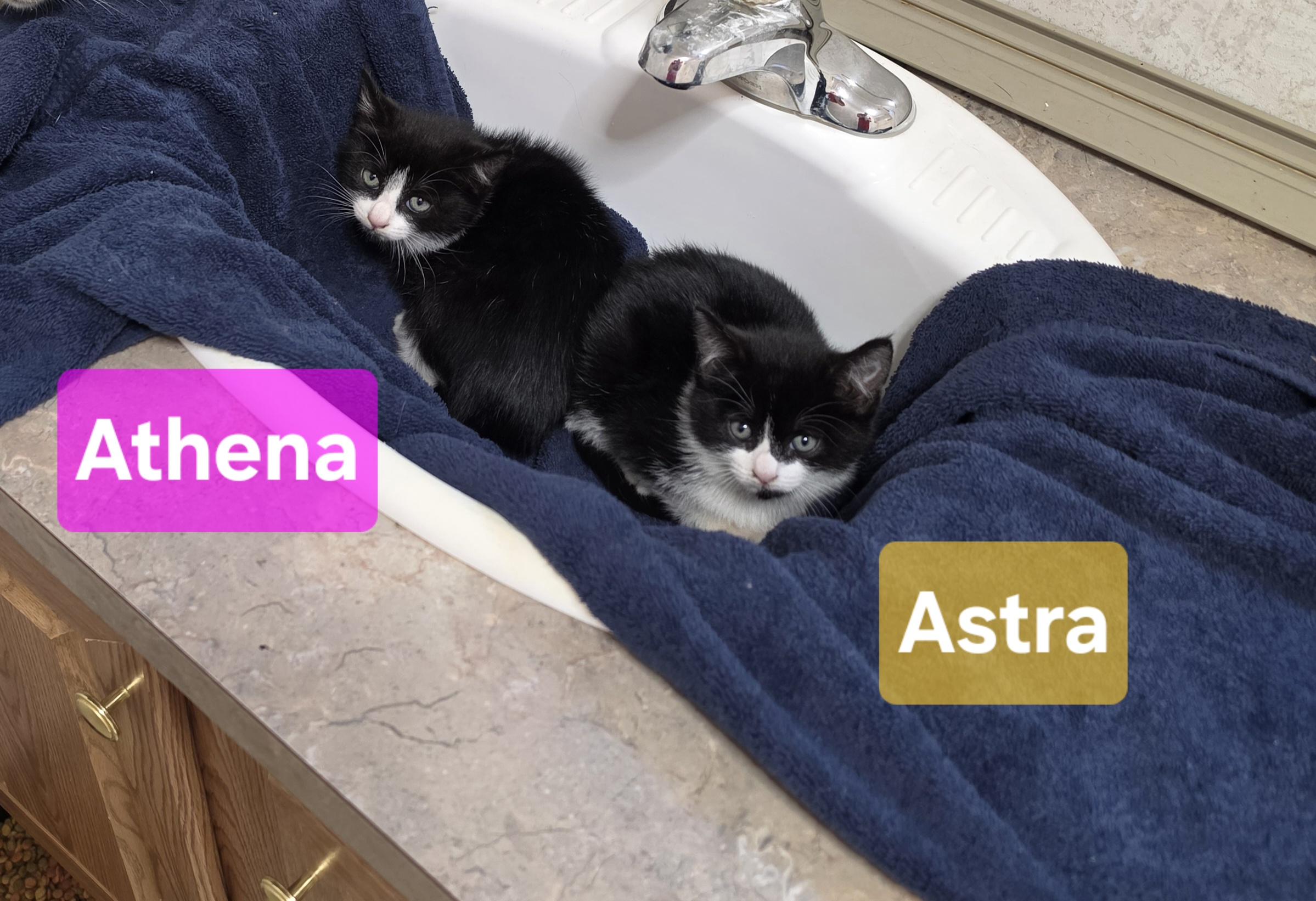 Astra, a Adoptable Domestic Short Hair in Hickory, NC image 4/4