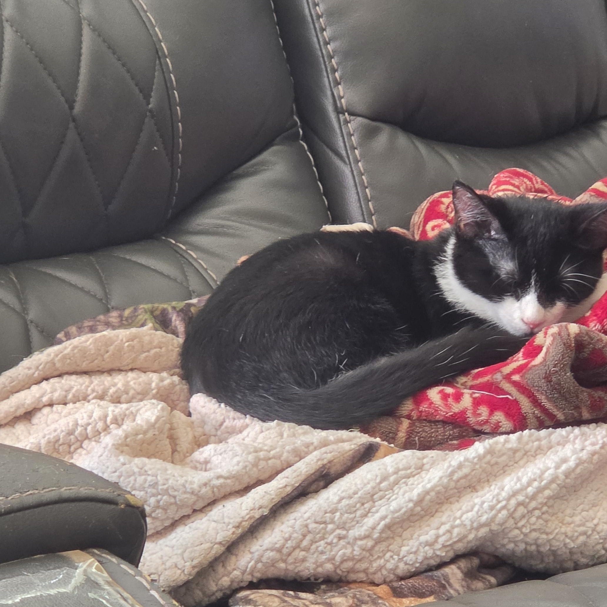Astra, a Adoptable Domestic Short Hair in Hickory, NC image 2/3