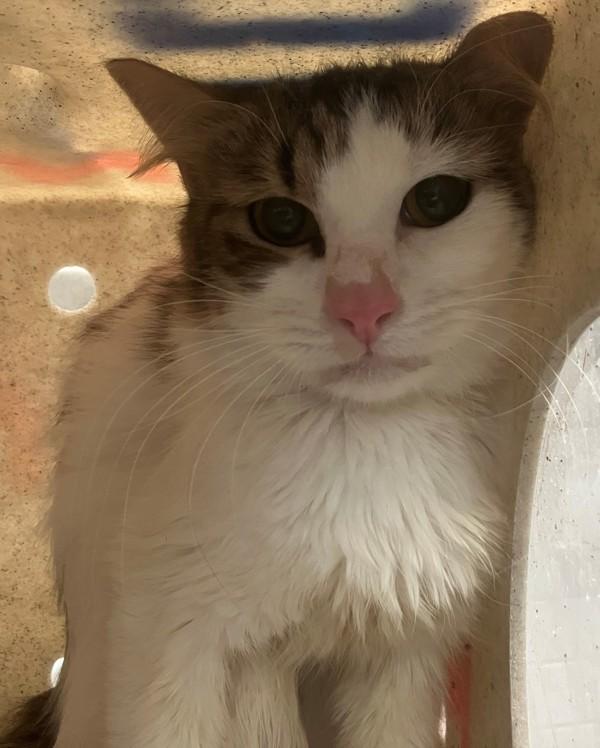 Kiwi, Adoptable, Adult Female Domestic Long Hair.