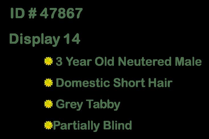 Honeybee, an adopted Domestic Short Hair in Suffolk, VA image 1/5