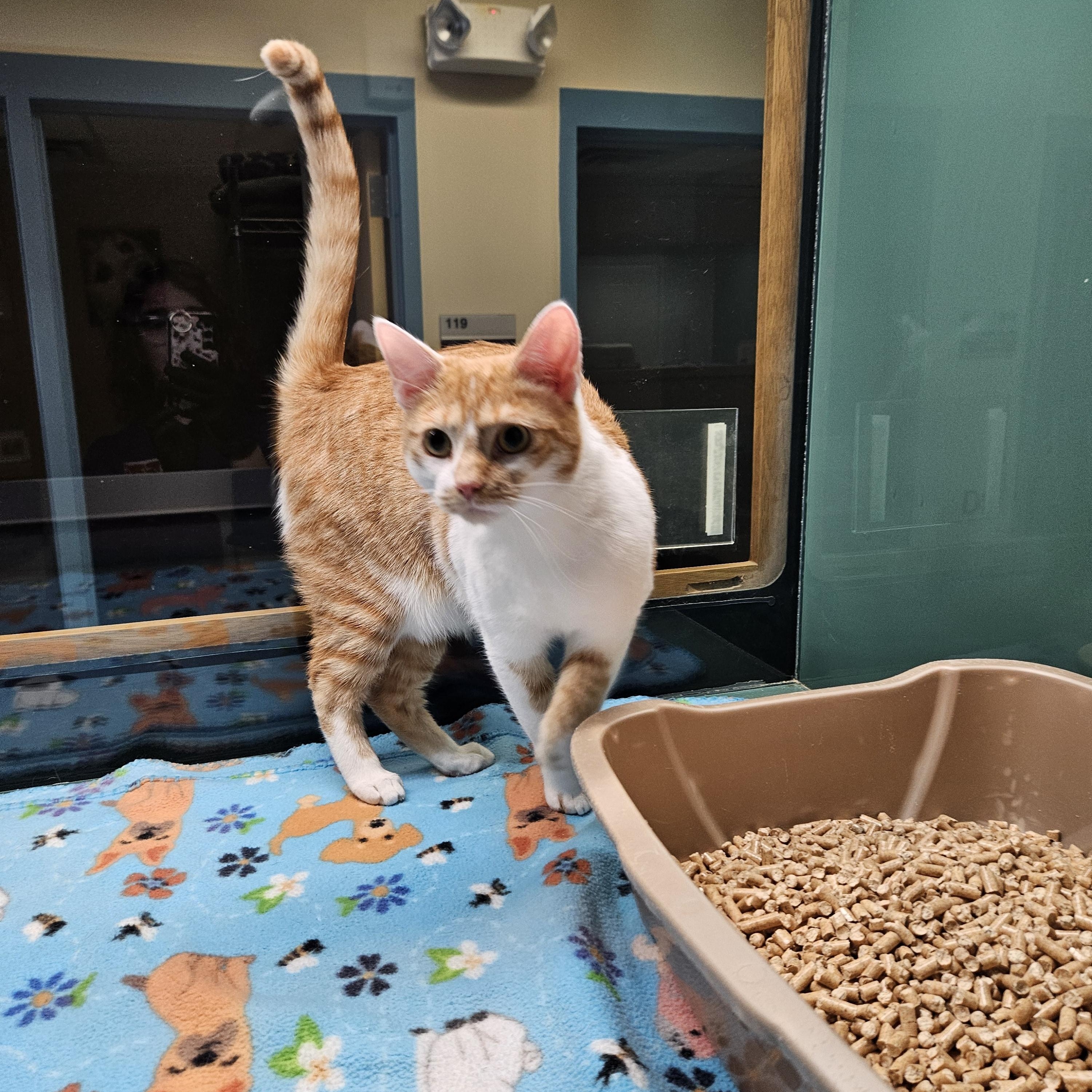 Honeybee, adopted, Young Female Domestic Short Hair.