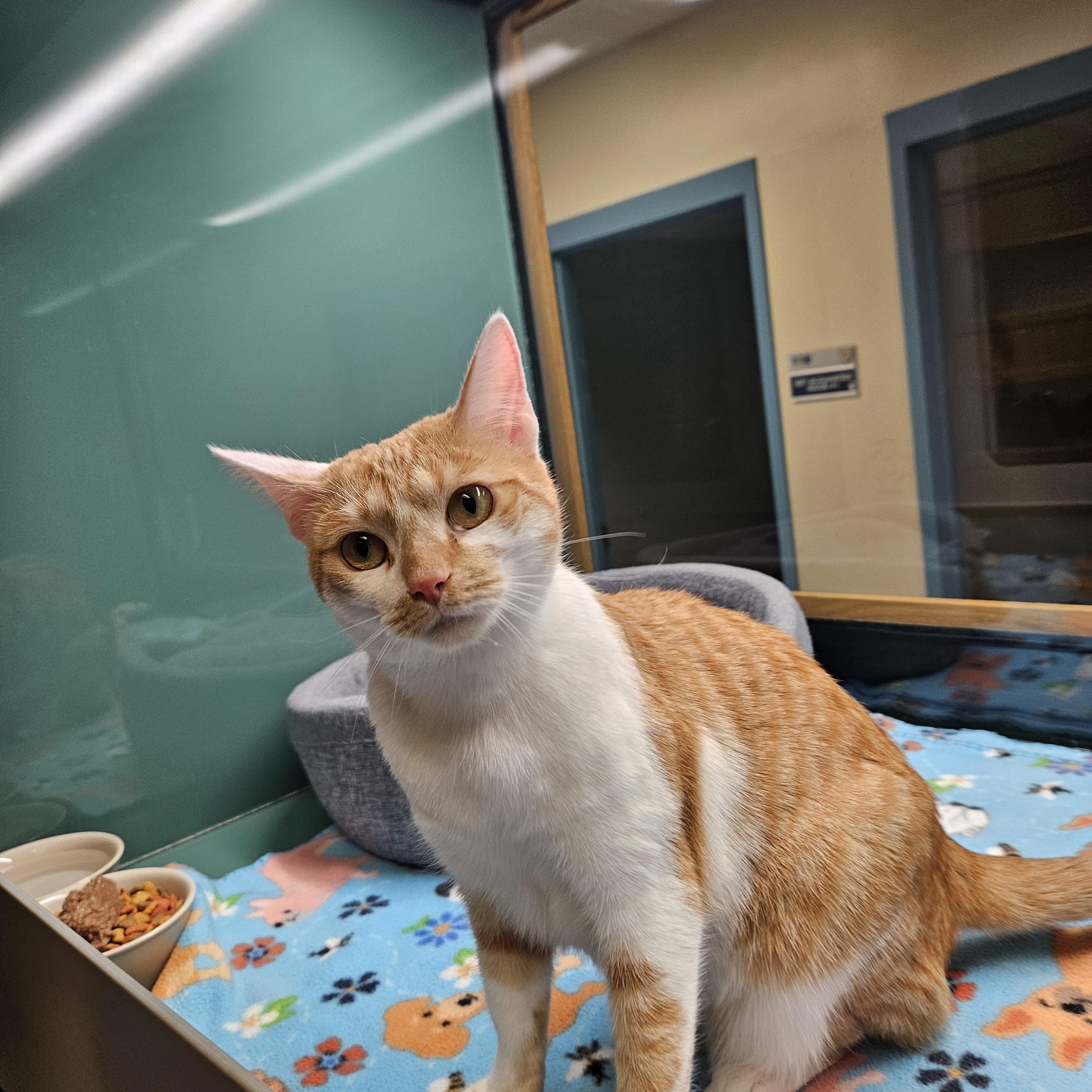 Honeybee, an adopted Domestic Short Hair in Suffolk, VA image 4/5