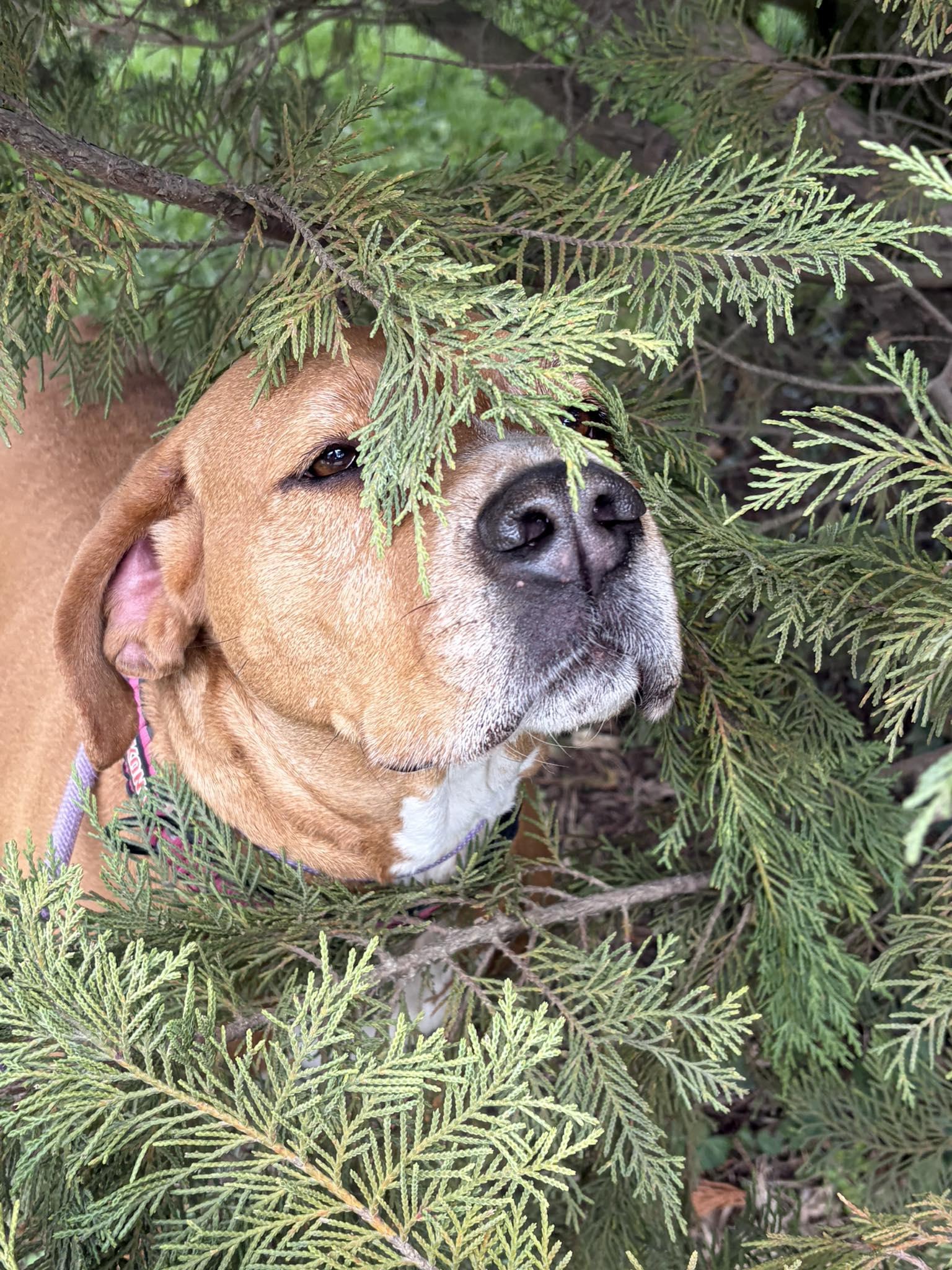 Enlarge Lyra, a Adoptable mixed breed in Oak Ridge, TN image 5/6