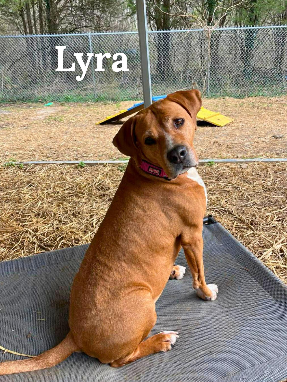 Enlarge Lyra, a Adoptable mixed breed in Oak Ridge, TN image 2/6