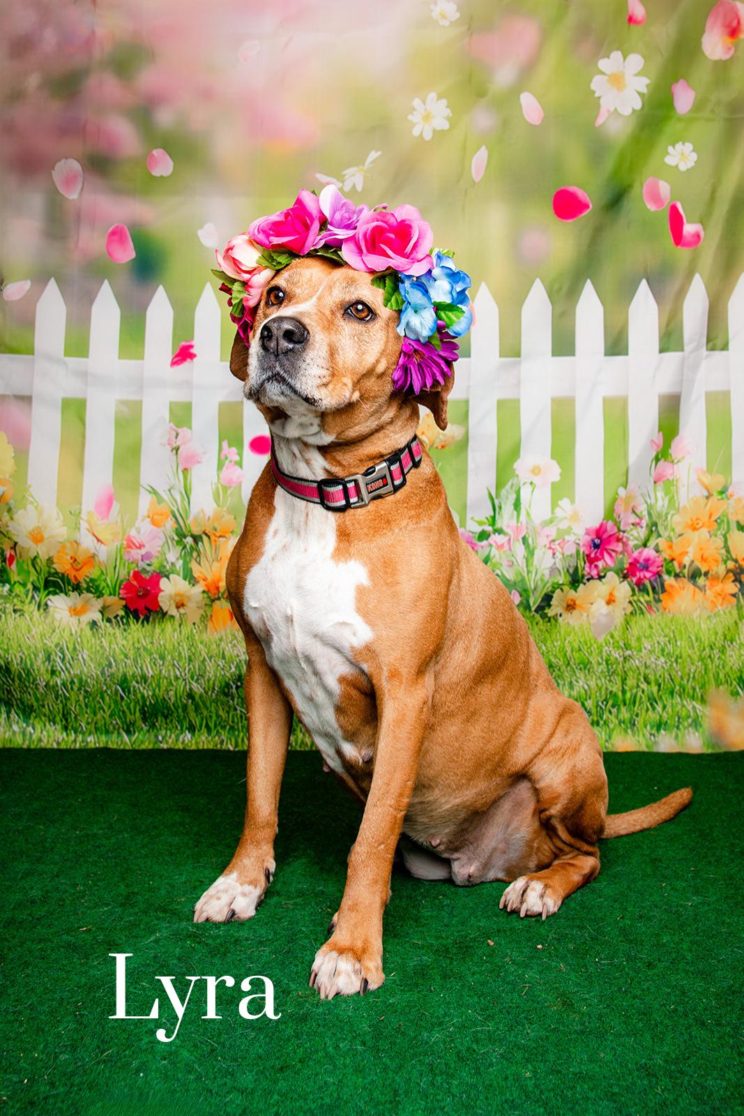 Enlarge Lyra, a Adoptable mixed breed in Oak Ridge, TN image 1/6