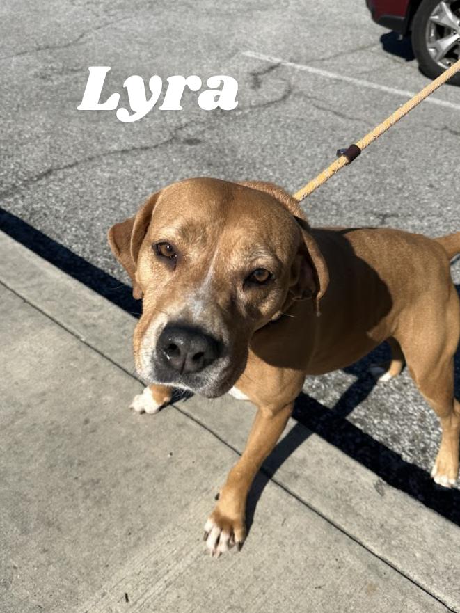 Enlarge Lyra, a Adoptable mixed breed in Oak Ridge, TN image 3/6