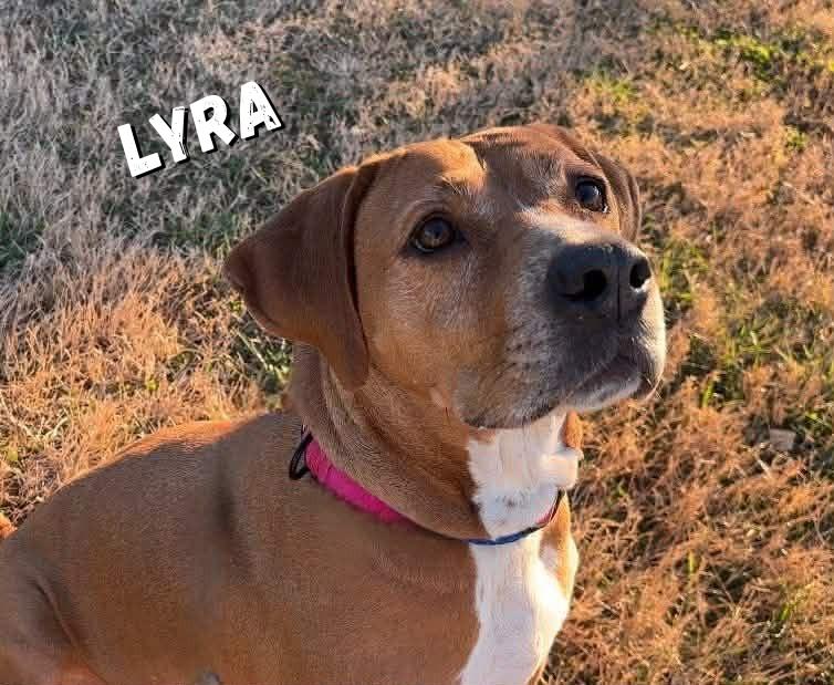 Enlarge Lyra, a Adoptable mixed breed in Oak Ridge, TN image 4/6