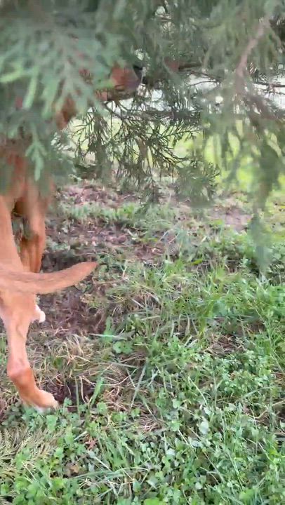 Enlarge Lyra, a Adoptable mixed breed in Oak Ridge, TN video 6/6