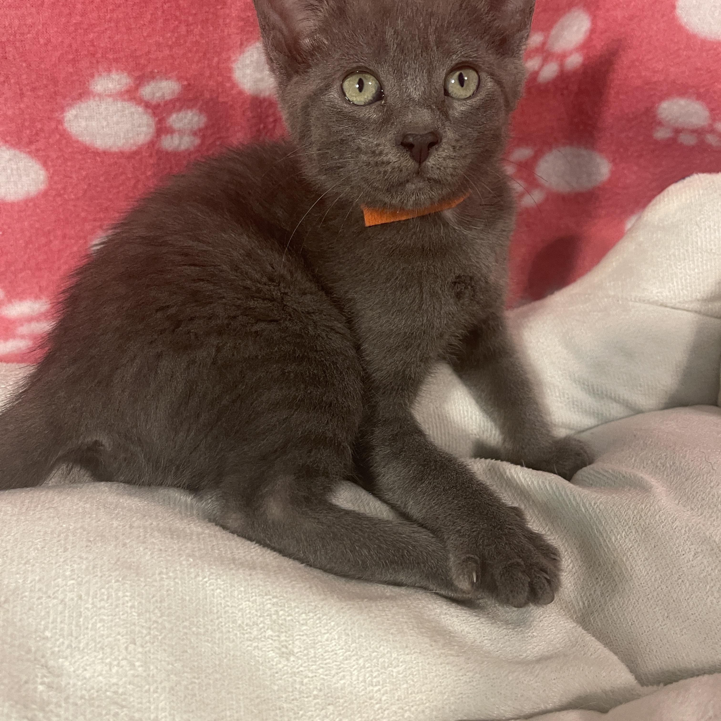 Enlarge Dr. Madison Montgomery, a Adoptable mixed breed in Intercession city , FL image 2/4