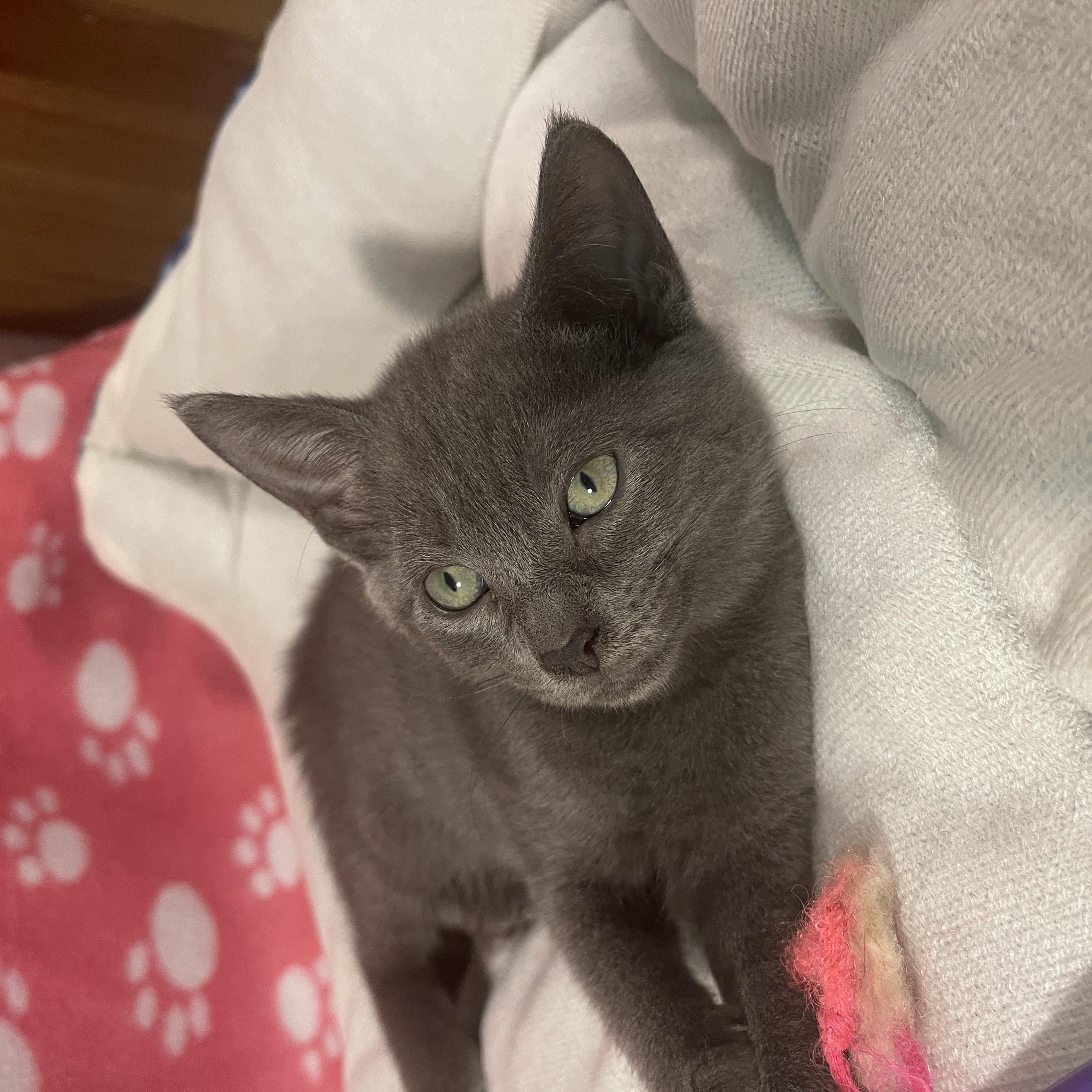 Enlarge Dr. Madison Montgomery, a Adoptable mixed breed in Intercession city , FL image 3/4